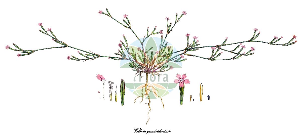 Dianthus quadridentatus - Caryophyllaceae,Plantae,Pteridobiotina,Angiosperms,Caryophyllales,Caryophyllaceae,Dianthus,Dianthus quadridentatus,Velezia clavata, Velezia quadridentata,dişli tığotu