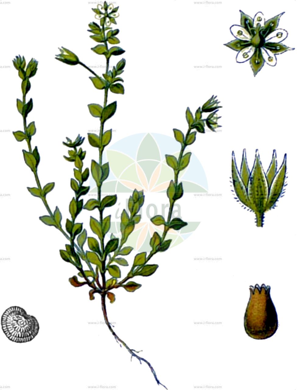Arenaria serpyllifolia - Caryophyllaceae,Plantae,Pteridobiotina,Angiosperms,Caryophyllales,Caryophyllaceae,Arenaria,Arenaria serpyllifolia,Alsinanthus serpillifolius, Alsine serpyllifolia, Alsinella serpyllifolia, Arenaria alpicola, Arenaria cantabrica, Arenaria condensata, Arenaria crassifolia, Arenaria martrinii, Arenaria olonensis, Arenaria patula, Arenaria peloponnesiaca, Arenaria serpyllifolia subsp. serpyllifolia, Arenaria serpyllifolia subsp. viscida, Arenaria serpyllifolia var. glutinosa, Arenaria serpyllifolia var. scabra, Arenaria serpyllifolia var. serpyllifolia, Arenaria serpyllifolia var. viscida, Arenaria sphaerocarpa, Arenaria varia, Arenaria viscida, Arenaria wallichiana, Euthalia serpyllifolia, Minuartia olonensis, Stellaria serpyllifolia,Quendelblättriges Sandkraut;Eigentliches Quendel-Sandkraut;Quendel-Sandkraut;Gewöhnliches Quendelblättriges Sandkraut;Quendelblättriges Sandkraut;thyme-leaved sandwort;thymeleaf sandwort;sabline á feuilles de serpolet;Sabline à feuilles de serpolet;sabline sauvage;petite sabline des murs;arenaria;Arenaria serpillifoglia;arenaria comune;erba pondina;steel-iep;zandmuur;fijnbladig zandkruid;gewone zandmuur;dente-de-cão;песчанка тимьянолистная;tarla kumotu;arenaria me gjethe lisre;arenarie;arenària serpil·lifòlia;puzajuća pjeskarica;sandnarv;kustsandnarv;vanlig sandnarv;almindelig sandarve;kyst-sandarve;piaskowiec macierzankowy;nominotsuzuri;ノミノツズリ;navadna peščenka;kakukkhomokhúr;písečnice douškolistá;studeniţă;studeniță serpilifoliă;piesočnica dúškolistá;піщанка чебрецелиста;полегнала песъчарка;harilik liivkann;mārsila smiltenīte;sandarve;mäkiarho;мишје уво;обична пешћанка;обична пјесканица;пешчанка;čiobrialapė smiltė;αρεναρία ερπυλόφυλλος;wú xīn cài;无心菜