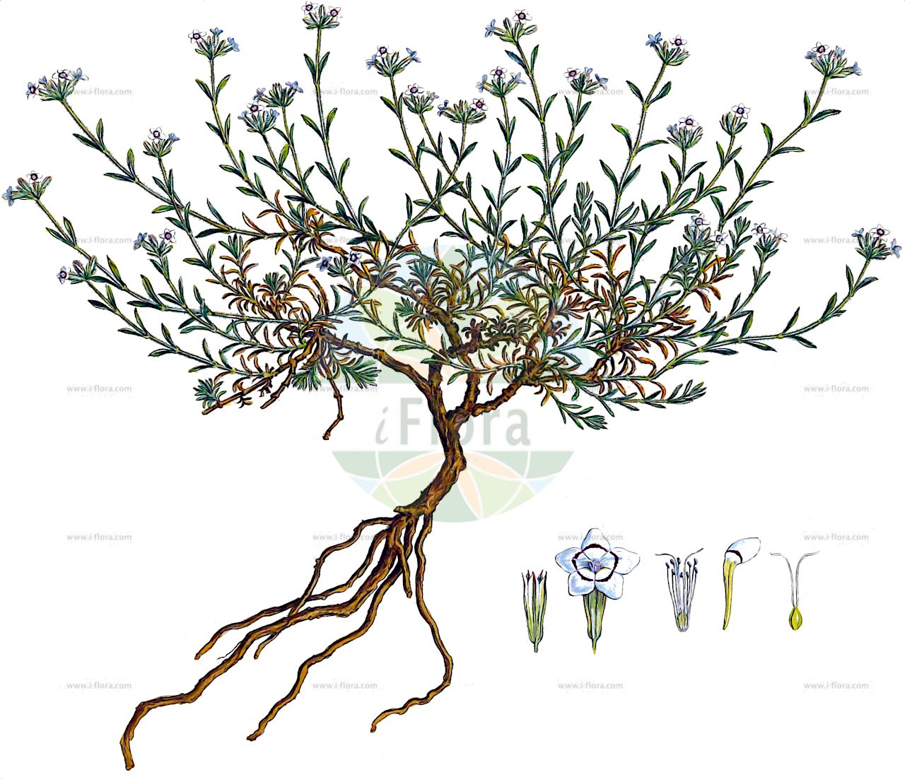 Bolanthus graecus - Caryophyllaceae,Plantae,Pteridobiotina,Angiosperms,Caryophyllales,Caryophyllaceae,Bolanthus,Bolanthus graecus,Cucubalus polygonoides, Gypsophila graeca, Gypsophila ocellata, Gypsophila polygonoides, Gypsophila polygonoides subsp. ocellata, Saponaria graeca, Silene polygonoides,γυψόφιλον θυμαρόφυλλον;γυψόφιλον πολυγωνοειδές;σαπωναρία γραική