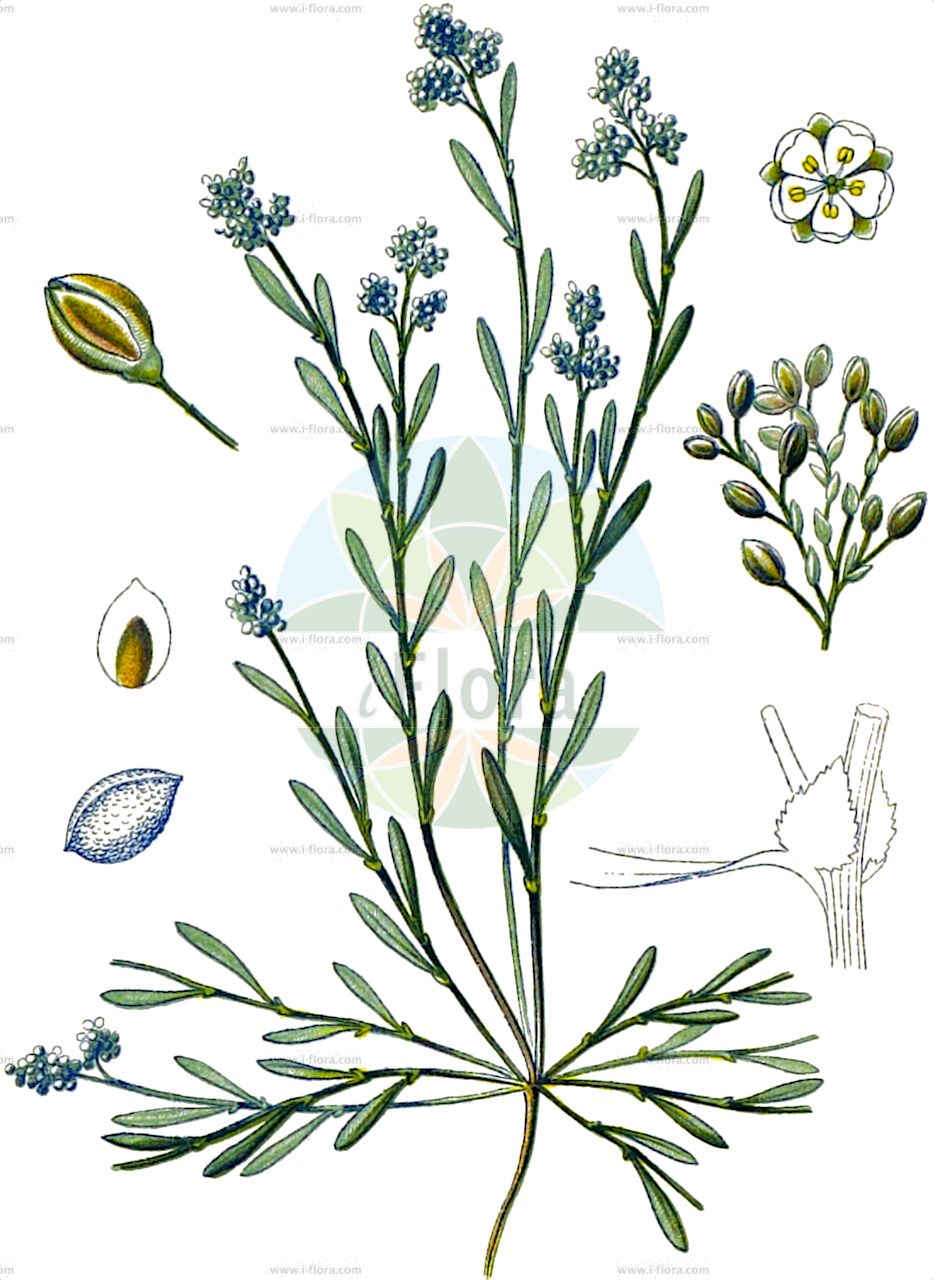 Corrigiola litoralis - Caryophyllaceae,Plantae,Pteridobiotina,Angiosperms,Caryophyllales,Caryophyllaceae,Corrigiola,Corrigiola litoralis,Corrigiola litoralis subsp. litoralis, Corrigiola litoralis var. purpurascens, Furera annua, Furera perennis,Eigentlicher Hirschsprung;Hirschsprung;Gewöhnlicher Hirschsprung;Ufer-Hirschsprung;strapwort;Corrigiole des grèves;corrigiola des grèves;corrigiola littorale;corrigiole à feuilles de téléphium;corrigiole des rives;courroyette des sables;pasacaminos;Correggiola litorale;raggiola;corrigiola litorale;riempjes;erva-pombinha;correjola;шнурочница прибрежная;ağcık;korixholë;passacamins d'areny;krajanka;skorem;skorem;nabrzeżyca nadrzeczna;obrežna jermenčica;közönséges partika;drobnokvět pobřežní;коригиола;skorem;varsanpolvi;serochanit hachof;שְׂרוֹכָנִית הַחוֹף;κορριγιόλα παράλιος