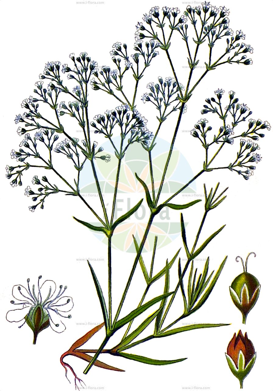 Gypsophila paniculata - Caryophyllaceae,Plantae,Pteridobiotina,Angiosperms,Caryophyllales,Caryophyllaceae,Gypsophila,Gypsophila paniculata,Arrostia paniculata, Gypsophila effusa, Gypsophila hungarica, Gypsophila manginii, Gypsophila paniculata var. adenopoda, Gypsophila paniculata var. paniculata, Gypsophila parviflora, Gypsophila tatarica,Rispiges Gipskraut;Schleier-Gipskraut;Rispen-Gipskraut;Schleierkraut;baby's-breath;perennial baby's-breath;tall baby's-breath;gypsophile paniculée;oeillet d'amour;maiden's breath;tall gypsophila;Gypsophile paniculée;velo de novia;gisófila;Gipsofila comune;velo da sposa;bruidssluier;snitt-selleri;pluimgipskruid;gipsofila;mosquitinho;cravo-de-amor;гипсофила метельчатая;качим метельчатый;salkım çöven;brudslöja;brudeslør;flerårig brudeslør;gipsówka wiechowata;łyszczec wiechowaty;buglyos fátyolvirág;šater latnatý;gypsomilka metlinatá;šater latnatý;лещиця волотиста;метличеста мишорка;pööris-kipslill;skarainā ģipsene;brudeslør;morsiusharso;метличаста шушуљка;muilinė guboja;yuán zhuī shí tou huā;圆锥石头花