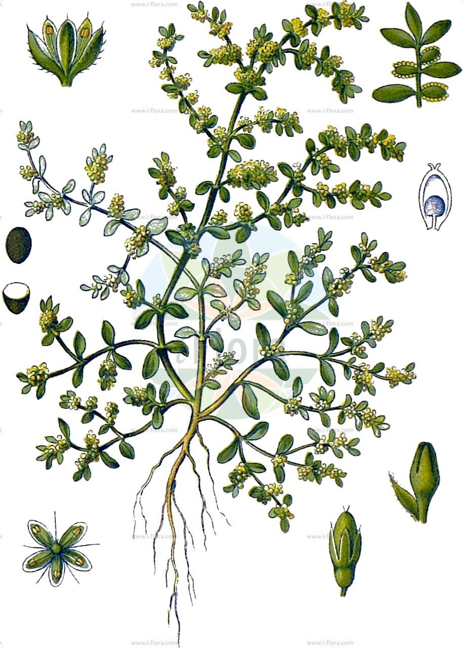 Herniaria glabra - Caryophyllaceae,Plantae,Pteridobiotina,Angiosperms,Caryophyllales,Caryophyllaceae,Herniaria,Herniaria glabra,Herniaria ceretana, Herniaria ceretanica, Herniaria corrigioloides, Herniaria glabra f. glaberrima, Herniaria glabra subsp. nebrodensis, Herniaria glabra subsp. rotundifolia, Herniaria microcarpa, Herniaria rotundifolia, Herniaria suavis, Herniaria vulgaris,Kahles Bruchkraut;smooth rupturewort;green-carpet;herniaire glabre;glabrous rupturewort;Herniaire glabre;hernière glabre;turquette glabre;milligrane;casse-pierre;herniole;herniaire vulgaire;miligrane;turquette;herniaria;rompepiedras;sanguinaria;Erniaria glabra;erniaria;erba turchetta;erniola;breukkruid;kaal breukkruid;erva-turca;erva-das-quebraduras;erva-herniaria;herniaria;herniola;milegrama;грыжник гладкий;atyaran;herniaria e shogët;herniarie;herniària vera;gola kilavica;knytling;brodurt;połonicznik gładki;połonicznik nagi;goli kilavec;kopasz porcika;průtržník lysý;feciorică;iarbă fecioarelor glabră;prietržník holý;остудник голий;остудник котова;голо белило;голо изсипливче;sööt-reiarohi;kailā trūkumzālīte;brokkurt;ketotyräruoho;tyräruoho;гола припутница;сипаница;darkanit kerachat;דַּרְכָּנִית קֵרַחַת;plikasis skleistenis;ερνιάρια;ερνιαρία λεία;zhì shàn cǎo;治疝草