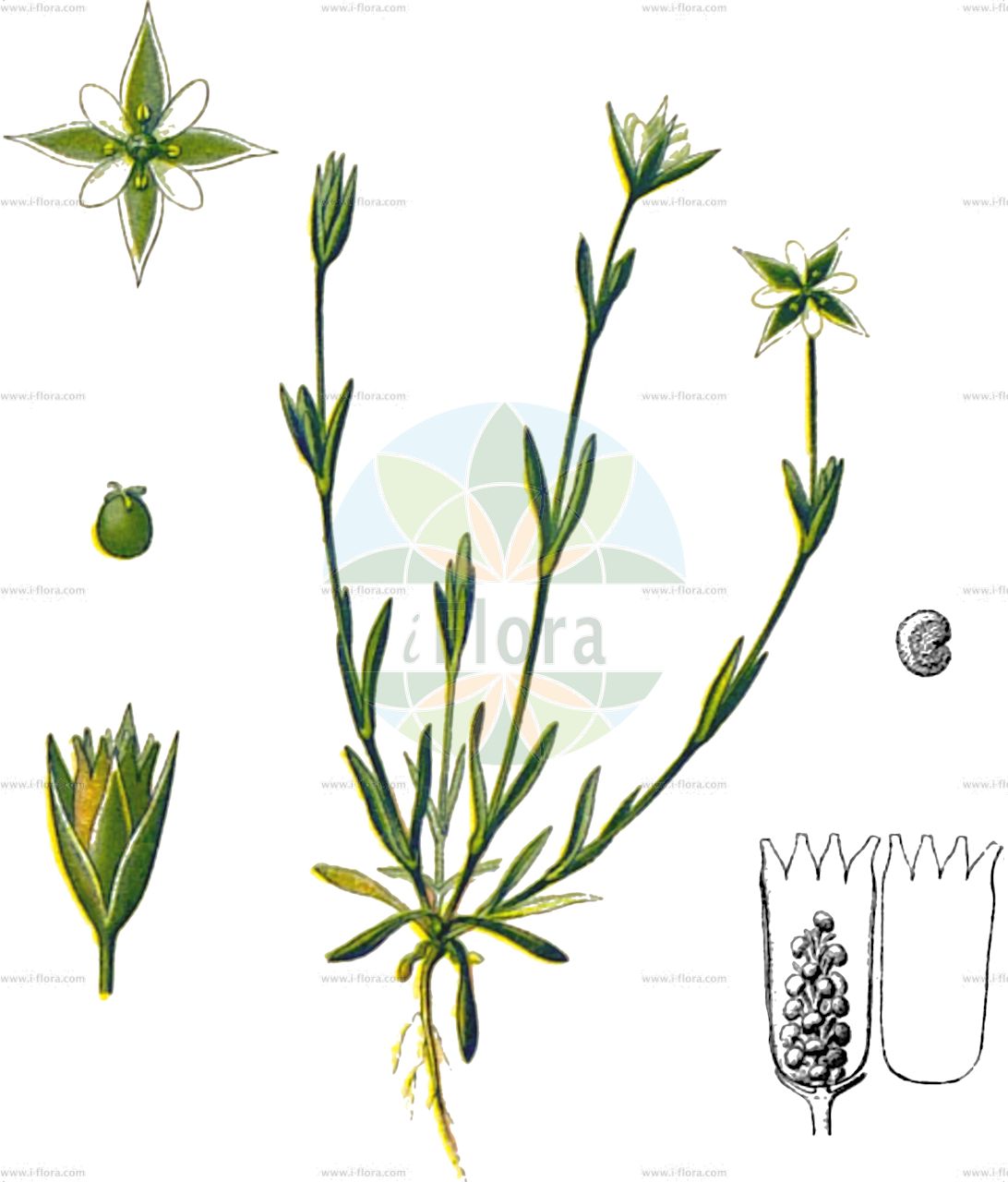 Moenchia erecta - Caryophyllaceae,Plantae,Pteridobiotina,Angiosperms,Caryophyllales,Caryophyllaceae,Moenchia,Moenchia erecta,Alsine erecta, Alsine quaternella, Alsinella erecta, Cerastium erectum, Cerastium erectum, Cerastium octandrum, Cerastium quaternellum, Doerriena erecta, Malachium erectum, Malachium octandrum, Moenchia erecta subsp. erecta, Moenchia erecta subsp. octandra, Moenchia octandra, Sagina erecta, Sagina octandra,Eigentliche Aufrechte Weißmiere;Aufrechte Weißmiere;Vierzählige Weißmiere;upright chickweed;dwarf chickweed;erect chickweed;Moenchie dressée;monchie dressée;céraiste à huit étamines;peverina eretta;peverina eretta a otto stami;moenchia;kruismuur;moênquia-direita;küçük dörtlü;eş dörtlü;cerasti erecte;uspravna mašanka;menchia wniesiona;pokončna prženka;bělička vzpřímená;sivček vzriamený;изправена поревка;menchiyah adinah;מֶנְכִיָּה עֲדִינָה;μοιγχία όρθια