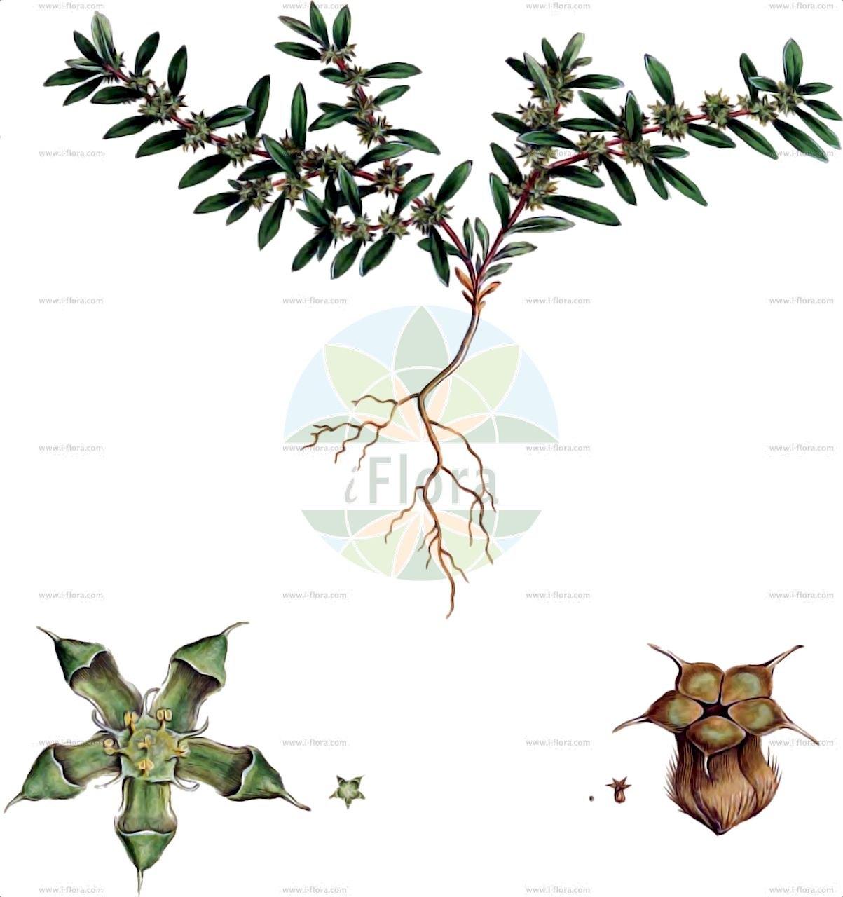 Paronychia echinulata - Caryophyllaceae,Plantae,Pteridobiotina,Angiosperms,Caryophyllales,Caryophyllaceae,Paronychia,Paronychia echinulata,Chaetonychia echinata, Paronychia echinulata subsp. echinulata, Paronychia echinulata var. echinulata,Stachliges Nagelkraut;Stachlige Mauermiere;eurasian nailwort;paronychie échinulée;paronyque à pointes;paronichia istrice;erva-prego;paroninquia-ouriçada;kıyı kepekotu;paroníquia equinulada;almavet sikkani;אַלְמָוֶת שִׂכָּנִי;παρονυχίς εχινώδης