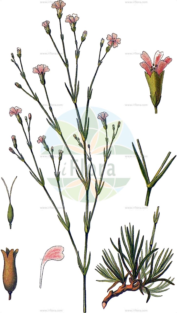 Petrorhagia saxifraga - Caryophyllaceae,Plantae,Pteridobiotina,Angiosperms,Caryophyllales,Caryophyllaceae,Petrorhagia,Petrorhagia saxifraga,Dianthus filiformis, Dianthus saxifragus, Gypsophila arenicola, Gypsophila asperula, Gypsophila eubonensis, Gypsophila multicaulis, Gypsophila permixta, Gypsophila rigida, Gypsophila saxifraga, Gypsophila scabra, Kohlrauschia saxifraga, Petrorhagia saxifraga var. saxifraga, Tunica saxifraga,Felsennelke;Steinbrech-Felsennelke;tunicflower;tunic flower;coat flower;saxifrage pink;Petrorhagie saxifrage;tunica;oeillet casse-pierre;oeillet de Gasparrini;oeillet saxifrage;pétrorhagie saxifrage;tunique saxifrage;Garofanina spaccasassi;туника камнеломка;şimal zarçiçeği;petrohagie;clavellet pedrer;stjenoviti kameničak;klippnejlika;fjeld-knopnellike;gożdzicznik skalnicowy;navadna haljica;kőtörőszegfű;hvozdíček lomikamenovitý;tunika lomikameňovitá;петрорагія ломиникаменева;каменоломкова мантийка;bergnellik;kallioneilikka