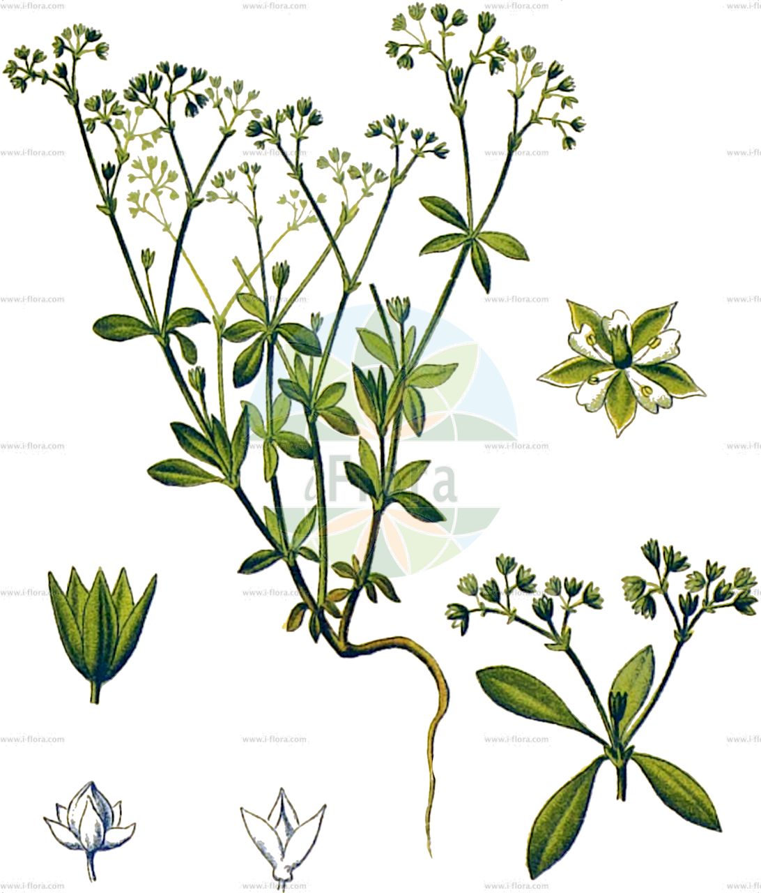 Polycarpon tetraphyllum - Caryophyllaceae,Plantae,Pteridobiotina,Angiosperms,Caryophyllales,Caryophyllaceae,Polycarpon,Polycarpon tetraphyllum,Alsine polycarpa, Holosteum tetraphyllum, Mollugo tetraphylla, Polycarpaea tetraphylla, Polycarpon floribundum, Polycarpon tetraphyllum subsp. tetraphyllum, Polycarpon tetraphyllum var. verticillatum,Eigentliches Vierblättriges Nagelkraut;Vierblättriges Nagelkraut;Nagelkraut;Nagelkraut;four-leaved allseed;fourleaf manyseed;four-leaved polycarp;Polycarpon à feuilles par quatre;polycarpe à quatre feuilles;polycarpe;polycarpon à quatre feuilles;Migliarina a quattro foglie;migliarina;naaldvrucht;kransmuur;policarpo-de-quatro-folhas;saboeira;saboneteira;многоплодник четырехлистный;kırkinciotu;polikarp;polikarpa me katër gjethe;policarp comú;rahlocvjetna pljevuša;tuzenfrö;firbladet mangefrø;policarpon czterolistny;yotsubako;ヨツバコ;štirilistna pohojenka;négylevelű csészepörc;kýlatka čtyřlistá;stosemä štvorlisté;многоплодник;kynsiyrtti;четверолисна пљевуша;rav=peri matzui;רַב=פְּרִי מָצוּי;πολίκαρπον τετράφυλλον
