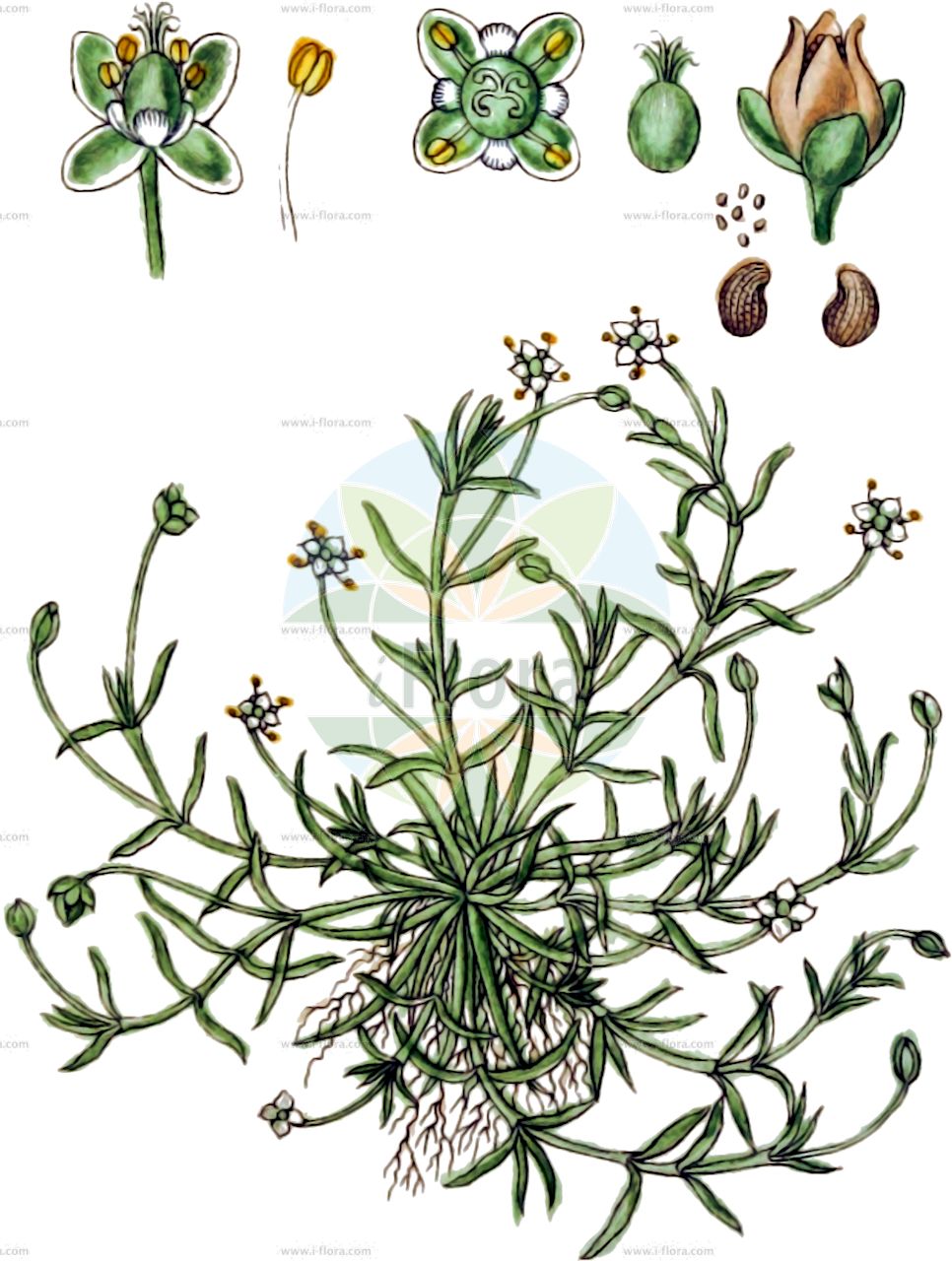 Sagina procumbens - Caryophyllaceae,Plantae,Pteridobiotina,Angiosperms,Caryophyllales,Caryophyllaceae,Sagina,Sagina procumbens,Alsine procumbens, Alsinella procumbens, Sagina apetala var. melanopotamica, Sagina apetala var. paludosa, Sagina boydii, Sagina fasciculata, Sagina muscosa, Sagina procumbens var. compacta, Sagina procumbens var. procumbens,Liegendes Mastkraut;Niederliegendes Mastkraut;Alpines Niederliegendes Mastkraut;Niederliegende Mastkraut;procumbent pearlwort;matted pearlwort;sagine couchée;bird's-eye pearlwort;new zealand moss;birdeye pearlwort;Sagine couchée;sagine rampante;lance d'eau;sagine étalée;hierba del engorde;Sagina sdraiata;burinella;budellina dei muri;spits havikskruid;liggende vetmuur;planta-molhada;erva-molhada;erva-pérola;сагина Бойди;мокрец;мшанка лежачая;saginotu;sagina e shtrirë;saginë;sagina procumbent;polegla čvorika;krypnarv;almindelig firling;karmnik rozesłany;araitotsumekusa;アライトツメクサ;polegli pitomec;heverő zöldhúr;úrazník poléhavý;úrazník položený;grășătoară culcată;machovička položená;úrazník poliehavý;моховинка лежача;полегнала мъховка;lamav kesakann;gulošā gaurenīte;tunarve;rentohaarikko;skammkrækill;полегла мокрица;полегла чворика;gulsčioji žemenė;πλαγιαστί σαγήνη;σαγίνη κατακειμένη