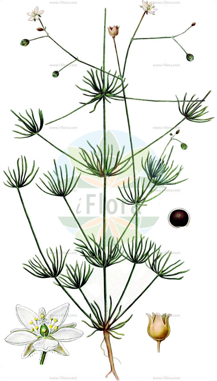 Spergula arvensis - Caryophyllaceae,Plantae,Pteridobiotina,Angiosperms,Caryophyllales,Caryophyllaceae,Spergula,Spergula arvensis,Alsine arvensis, Arenaria arvensis, Spergula arvensis subsp. arvensis, Spergula arvensis subsp. maxima, Spergula arvensis subsp. sativa, Spergula arvensis subsp. vulgaris, Spergula arvensis var. arvensis, Spergula arvensis var. maxima, Spergula arvensis var. sativa, Spergula linicola, Spergula maxima, Spergula maxima, Spergula sativa, Spergula sativa subsp. linicola, Spergula vulgaris, Spergularia arvensis,Eigentliche Acker-Spark;Acker-Spergel;Feld-Spark;Acker-Spark;Acker-Spörgel;Acker-Spark;Lein-Spergel;corn spurrey;stickwort;starwort;spargoute des champs;corn spurry;sandweed;Spargote des champs;espargoutte des champs;spergule des champs;spargelle;sporée;fourrage de disette;espargoutte;espargoutte grêle;spargoule grêle;spargoute des champs;spergule cultivée;espergula de los campos;esparcilla;agujillas;mosquera;pel de boc;mardoquera;alfarillo;linacilla;anisillo;pasto pinito;spergula abrojillo;espérgula de los campos;Renaiola comune;spergola arvense;spergola delle messi;erba renajola;erba renaiola;wilde spurrie;gewone spurrie;esparguta;gorga;cassamelo;corga;erva-aranha;espérgula;gorda;orga;торица обыкновенная;торица пашенная;торица полевая;торица крупная;торица льняная;торица посевная;tarla kişnişi;spergulë;espèrgula de camp;poljska koljenika;åkerspergel;åkerspärgel;foderspärgel;jättespärgel;linspärgel;sydspärgel;almindelig spergel;foder-spergel;stor spergel;sporek polny;noharatsumekusa;ōtsumekusa;nominotsuzuri;オオウツメクサ;ノハラツメクサ;ノミノツヅリ;njivski oklast;mezei csibehúr;kolenec rolní;kolenec rolní lnový;kolenec rolní největší;kolenec rolní setý;hrana vacii;toriță obișnuită;kolenec roľný;kolenec roľný pravý;шпергель великий;шпергель польовий;полска колянка;harilik nälghein;tīruma gaus;linbendel;storbendel;vanlig linbendel;etelänpeltohatikka;pellavahatikka;peltohatikka;pohjanpeltohatikka;skurfa;њивска коленика;пешчанка;пољска колјеника;durit hassadeh;דּוּרִית הַשָּׂדֶה;paprastasis kežys;κοινή σπεργούλα;σπέργκουλα αρουραία;σπέργκουλα εδώδιμος