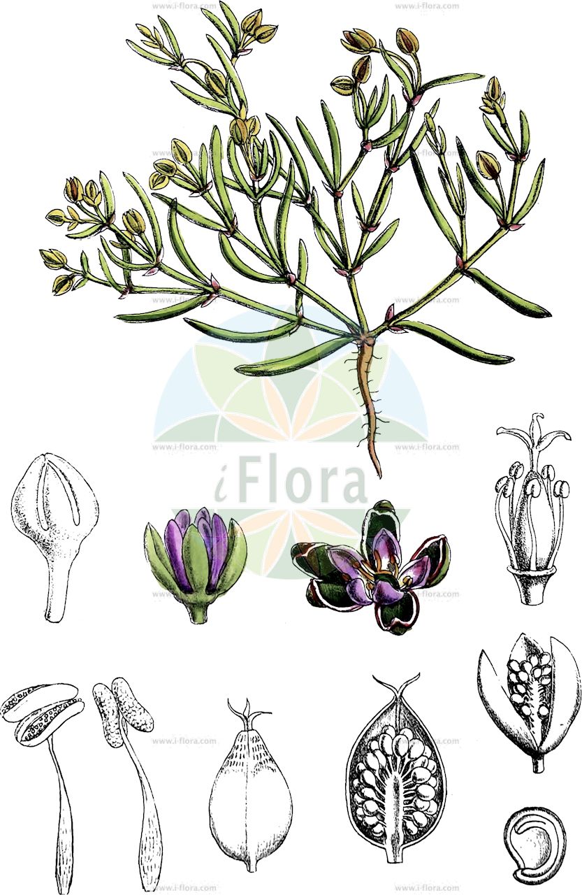 Spergularia media - Caryophyllaceae,Plantae,Pteridobiotina,Angiosperms,Caryophyllales,Caryophyllaceae,Spergularia,Spergularia media,Alsine marginata, Arenaria halophila, Arenaria heterosperma, Arenaria macrorrhiza, Arenaria marginata, Arenaria marina, Arenaria maritima, Arenaria media, Arenaria media, Arenaria spergula, Buda media, Cerastium medium, Corion medium, Lepigonum marginatum, Lepigonum marginatum var. glabra, Lepigonum marginatum var. glandulosa, Melargyra media, Spergula marginata, Spergula media, Spergularia glandulosa var. glabrifolia, Spergularia glandulosa var. glandulosa, Spergularia marginata, Spergularia maritima, Spergularia media var. media, Stipularia media, Stipularia pubescens,Flügelsamige Schuppenmiere;Flügelsamiger Spärkling;Flügel-Schuppenmiere;Strand-Schuppenmiere;Flügelsamige Schupenmiere;greater sea-spurrey;spergulaire moyenne;spergulaire marginée;media sandspurry;spergulaire intermédiaire;spergulaire marginée;spergulaire maritime;tiqui-tiqui;cominillos;spergularia media;stekel-boterbloem;stekel-kamgras;gerande schijnspurrie;zeeschijnspurrie;торичник окаймленный;kuş remilotu;espergulària marginada;koljeničica;havsnarv;vingefrøet hindeknæ;muchotrzew trwały;krilatoplodna nitnica;szárnyasmagvú budavirág;kuřinka obroubená;hrana vacii medie;pakolenec obrúbený;стелюшок середній;крилатосеменна коленчица;lääne-sõlmhein;havbendel;merisolmukki;efzarit melulah;אֶפְזָרִית מְלוּלָה;σπεργκουλάρια περίχειλος