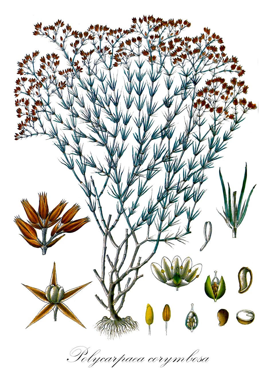 Polycarpaea corymbosa - Caryophyllaceae,Plantae,Pteridobiotina,Angiosperms,Caryophyllales,Caryophyllaceae,Polycarpaea,Polycarpaea corymbosa,Achyranthes corymbosa, Celosia corymbosa, Lahaya corymbosa, Lahaya corymbosa, Mollia aristata, Mollia corymbosa, Mollia spadicea, Polycarpa brevifolia, Polycarpa corymbosa, Polycarpaea atherophora, Polycarpaea brasiliensis var. ramosissima, Polycarpaea brevifolia, Polycarpaea corymbosa var. brevifolia, Polycarpaea corymbosa var. corymbosa, Polycarpaea corymbosa var. typica, Polycarpaea densiflora, Polycarpaea filifolia, Polycarpaea indica, Polycarpaea nebulosa, Polycarpaea spadicea, Polycarpaea subulata