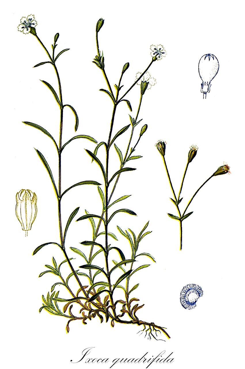 Ixoca quadrifida - Caryophyllaceae,Plantae,Pteridobiotina,Angiosperms,Caryophyllales,Caryophyllaceae,Ixoca,Ixoca quadrifida,Heliosperma alpestre, Heliosperma quadrifidum, Silene quadrifida