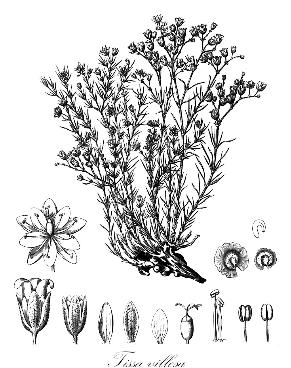 Tissa villosa - Caryophyllaceae,Plantae,Pteridobiotina,Angiosperms,Caryophyllales,Caryophyllaceae,Tissa,Tissa villosa,Lepigonum villosum, Spergula villosa