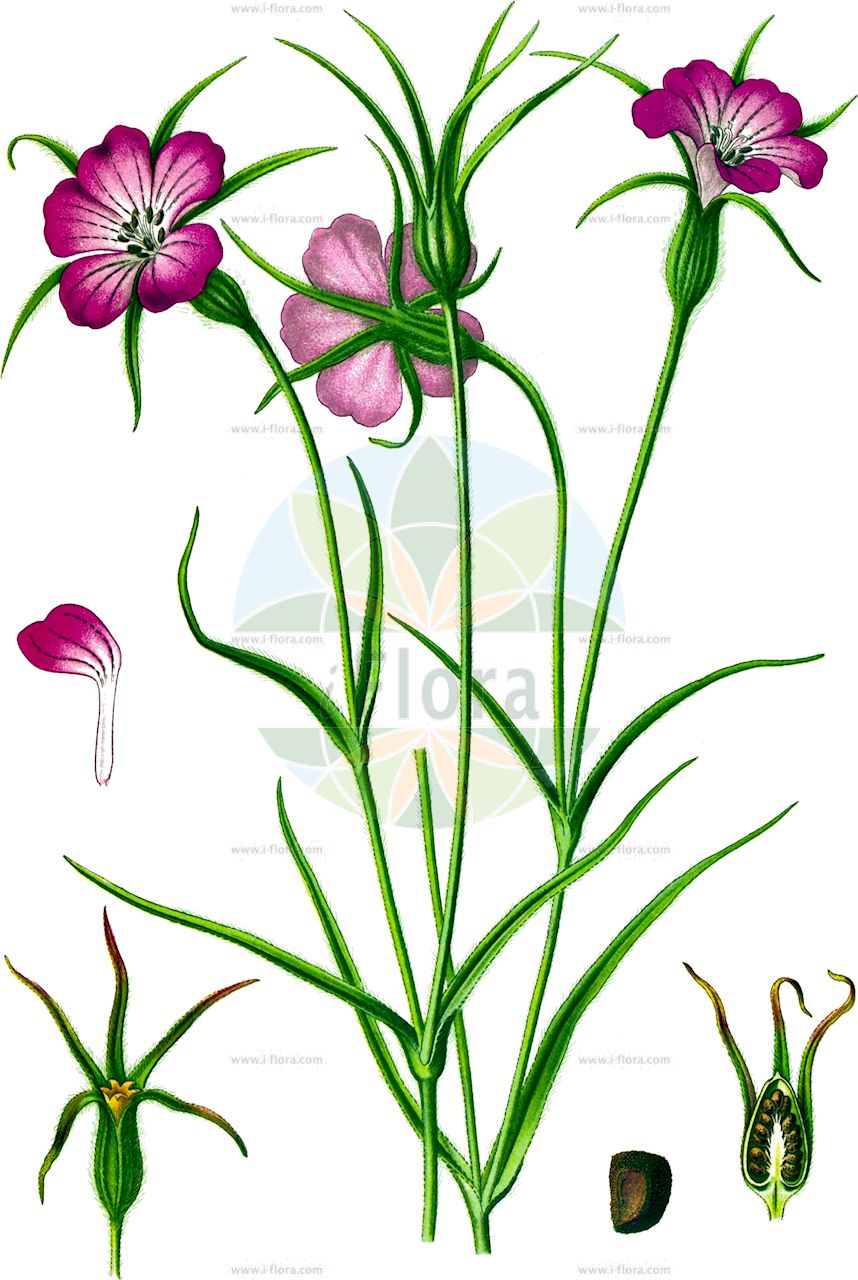 Agrostemma githago - Caryophyllaceae,Plantae,Pteridobiotina,Angiosperms,Caryophyllales,Caryophyllaceae,Agrostemma,Agrostemma githago,Agrostemma githago var. githago, Agrostemma githago var. linicola, Agrostemma githago var. macrospermum, Agrostemma gitthago, Agrostemma hirsuta, Agrostemma hirsuta, Agrostemma linicola, Agrostemma macrospermum, Agrostemma nicaeensis, Githago nicaeensis, Githago segetalis, Githago segetum, Githago segetum var. nanum, Lychnis githago,Korn-Rade;Gewöhnliche Kornrade;Kornrade;Rade;corncockle;common corncockle;nielle;common corn cockle;corn campion;Nielle des blés;hierba mala del trigo;lychnis nielle;nielle;nielle des champs;niella;clavel de blat;yeton;yetón;cizana purpurea;neguilla de los prados;neguillón;cizana purpúrea;candelaria;clavel de asno;clavel negro;claveles lanudos;clavelinas de chasco;clavellina;coronaria purpúrea;esturbión;guantes de reina;hierba de git;hierba gineta;hierba mala del trigo;hierba negrera;negreyó;negrilla;negrillón;neguilla;neguilla de sembrados;neguilla espuria;neguilla falsa;neguillón cultivado;neguillón de los trigos;ojo de Cristo;rosa de Grecia;veludillos;zizaña de flor;Gittaione comune;agrostema;gettaione;gittaione maggiore;bolderik;koornbloem;nigella-dos-trigos;nigela;nigela-dos-trigos;axenuz;beijos-de-freira;canavora;candelária;erva-fina;erva-sapa;nigela-bastarda;обыкновенный куколь;обыкновенная агростемма;агростемма обыкновенная;куколь обыкновенный;куколь льняной;куколь посевной;buğdaykaramuğu;gunevgjitka;kënkol;konkoli;ballaruma;clavell de blat;niella;nielle de blat;poljski kukolj;klätt;åkerklätt;klinte;kąkol polny;mugisennô;ムギセンノウ;agurosutenma;muginadeshiko;アグロステンマ;ムギナデシコ;navadni kokalj;konkoly;koukol polní;neghină;zîzanie;kúkoľ poľný;кукіль звичайний;къклица;harilik äiakas;parastais kokālis;klinte;aurankukka;њивски кукољ;усјевни кукољ;agrosetemat hassadot;אַגְרוֹסְטֵמַת הַשָּׂדוֹת;dirvinė raugė;αγρόστεμμα Γίθαγον;γόγγολη;albetxea;beltxara;usagarria;mài xiān wēng;麦仙翁