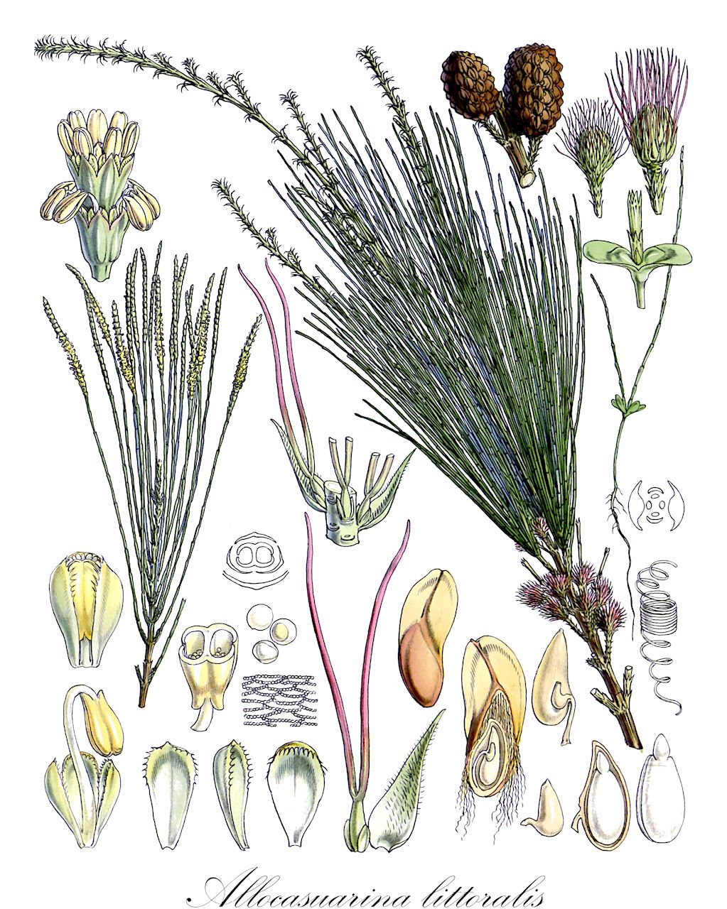Allocasuarina littoralis - Casuarinaceae,Plantae,Pteridobiotina,Angiosperms,Fagales,Casuarinaceae,Allocasuarina,Allocasuarina littoralis,Casuarina elegans, Casuarina filiformis, Casuarina leptoclada, Casuarina littoralis, Casuarina miquelii, Casuarina moesta, Casuarina ramuliflora, Casuarina suberosa, Casuarina suberosa, Casuarina suberosa var. typica