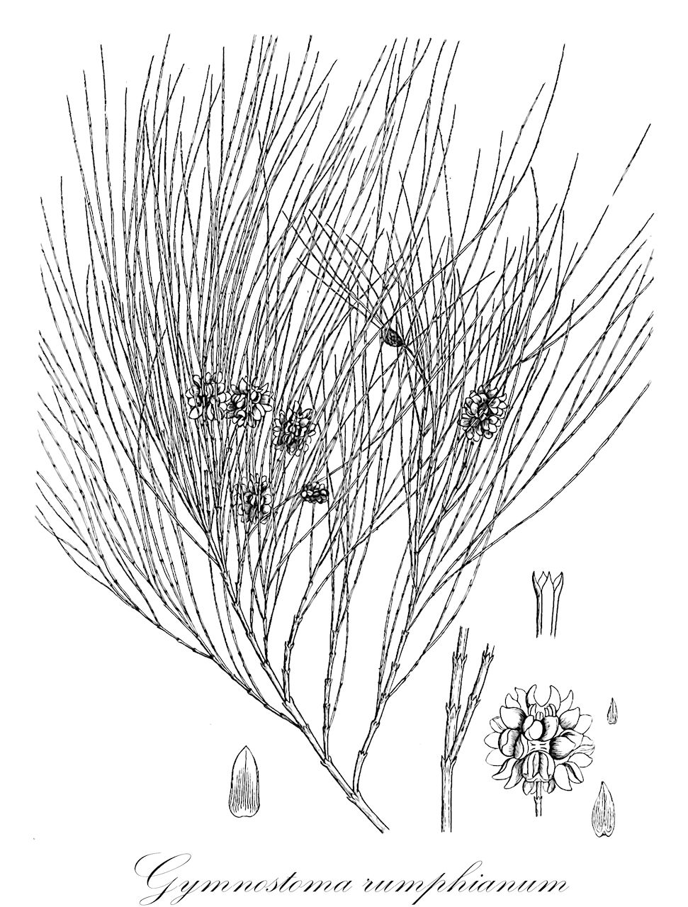 Gymnostoma rumphianum - Casuarinaceae,Plantae,Pteridobiotina,Angiosperms,Fagales,Casuarinaceae,Gymnostoma,Gymnostoma rumphianum,Casuarina rumphiana