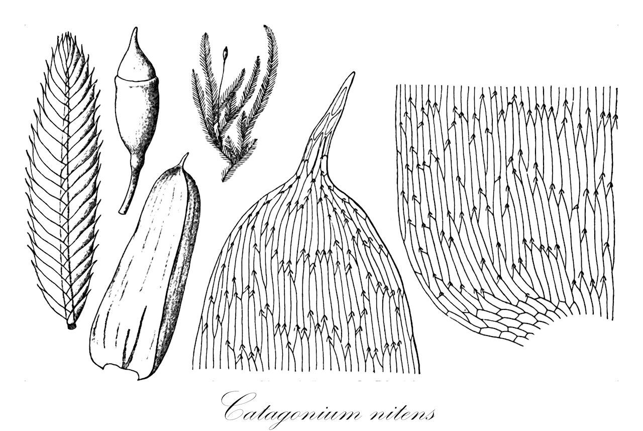 Catagonium nitens - Catagoniaceae,Plantae,Bryobiotina,Bryophyta,Bryopsida,Bryidae,Hypnanae,Hypnales,Catagoniaceae,Catagonium,Catagonium nitens,Acrocladium aubertii, Acrocladium phyllogonium, Acrocladium politum, Calliergonella complanata, Catagonium aubertii, Catagonium callichroum, Catagonium complanatum, Catagonium politum, Catagonium politum var. filescens, Catagonium politum var. phyllogonium, Cryptogonium hampeanum, Eucatagonium aubertii, Eucatagonium politum, Hypnum aubertii, Hypnum phyllogonium, Hypnum politum, Leskea nitens, Orthorrhynchium chilense, Orthorrhynchium hampeanum, Phyllogonium callichrous, Phyllogonium hampeanum, Stereodon aubertii