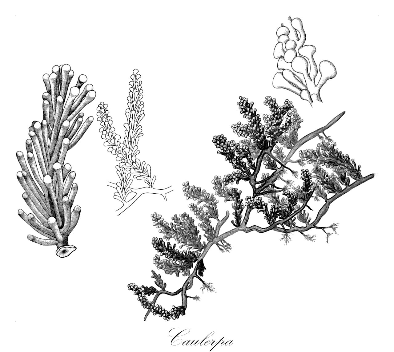 Caulerpa - Caulerpaceae