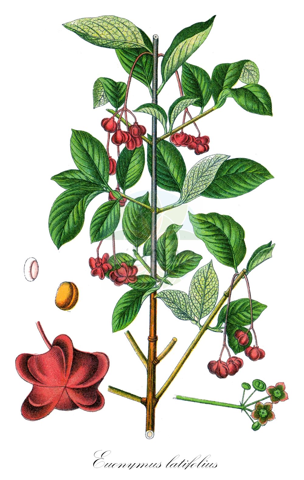 Euonymus latifolius - Celastraceae,Plantae,Pteridobiotina,Angiosperms,Celastrales,Celastraceae,Euonymus,Euonymus latifolius,Euonymus europaeus subsp. latifolius, Euonymus europaeus var. latifolius, Kalonymus latifolia,Breitblättriges Pfaffenhütchen;Breitblättriger Spindelstrauch;Breitblättriges Pfaffenkäppchen;large-leaved spindle;alpine spindle;broad-leaved spindle;Fusain à larges feuilles;fusain noir pourpre;fusain à feuilles larges;fusain noir-pourpre;bonetero de Cazorla;Fusaria maggiore;evonimo a foglie larghe;wimper-parelgras;breedbladige kardinaalsmuts;brede kardinaalsmuts;бересклет тёмно-багряный;iğağacı;shikakuq;evònim de fulla ampla;širokolisna kurika;storbladig benved;trzmielina wielkoowosowa;širokolistna trdoleska;salbă-moale;бруслина широколиста;широколистен чашкодрян