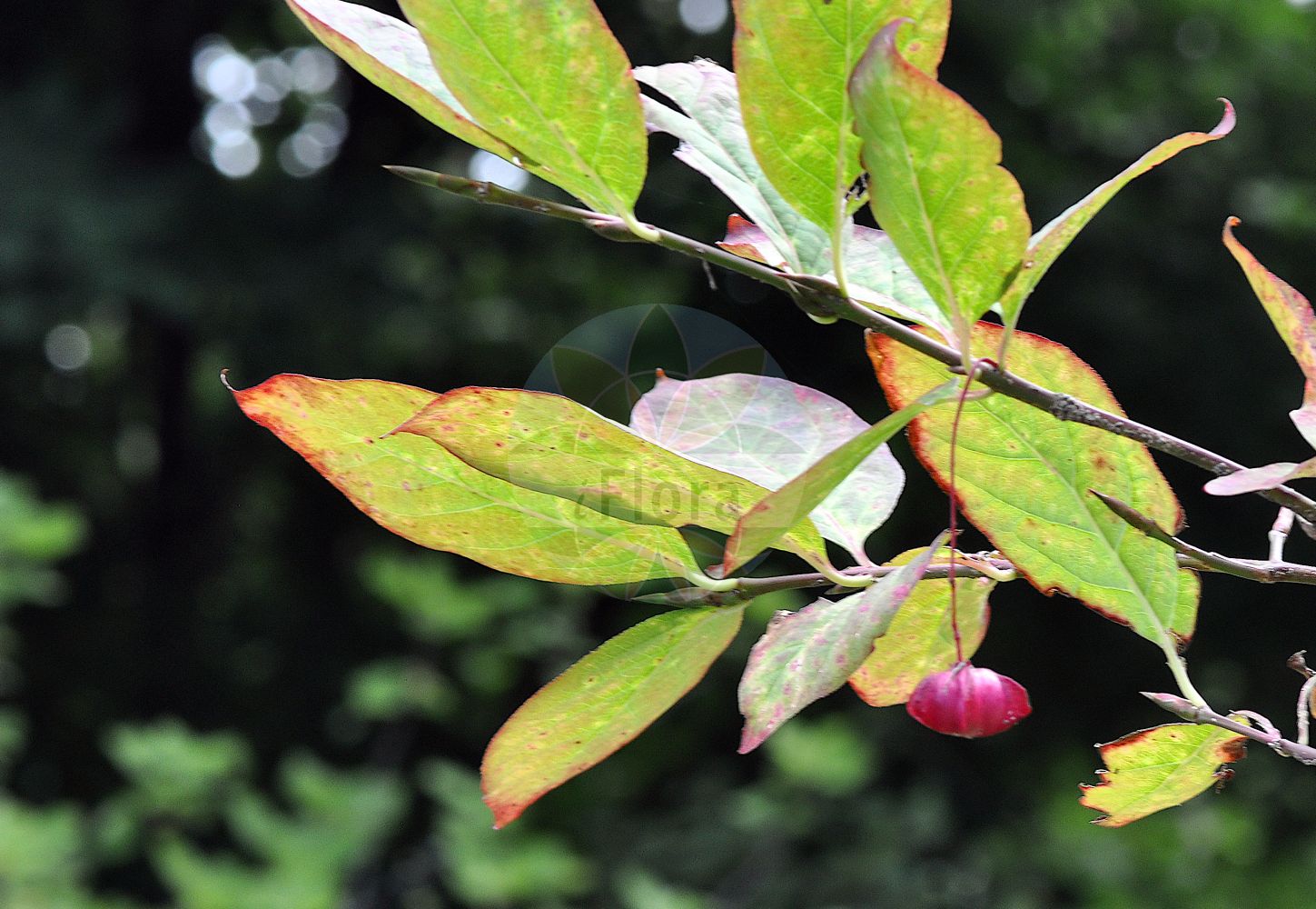 Euonymus latifolius - Celastraceae,Plantae,Pteridobiotina,Angiosperms,Celastrales,Celastraceae,Euonymus,Euonymus latifolius,Euonymus europaeus subsp. latifolius, Euonymus europaeus var. latifolius, Kalonymus latifolia,Breitblättriges Pfaffenhütchen;Breitblättriger Spindelstrauch;Breitblättriges Pfaffenkäppchen;large-leaved spindle;alpine spindle;broad-leaved spindle;Fusain à larges feuilles;fusain noir pourpre;fusain à feuilles larges;fusain noir-pourpre;bonetero de Cazorla;Fusaria maggiore;evonimo a foglie larghe;wimper-parelgras;breedbladige kardinaalsmuts;brede kardinaalsmuts;бересклет тёмно-багряный;iğağacı;shikakuq;evònim de fulla ampla;širokolisna kurika;storbladig benved;trzmielina wielkoowosowa;širokolistna trdoleska;salbă-moale;бруслина широколиста;широколистен чашкодрян