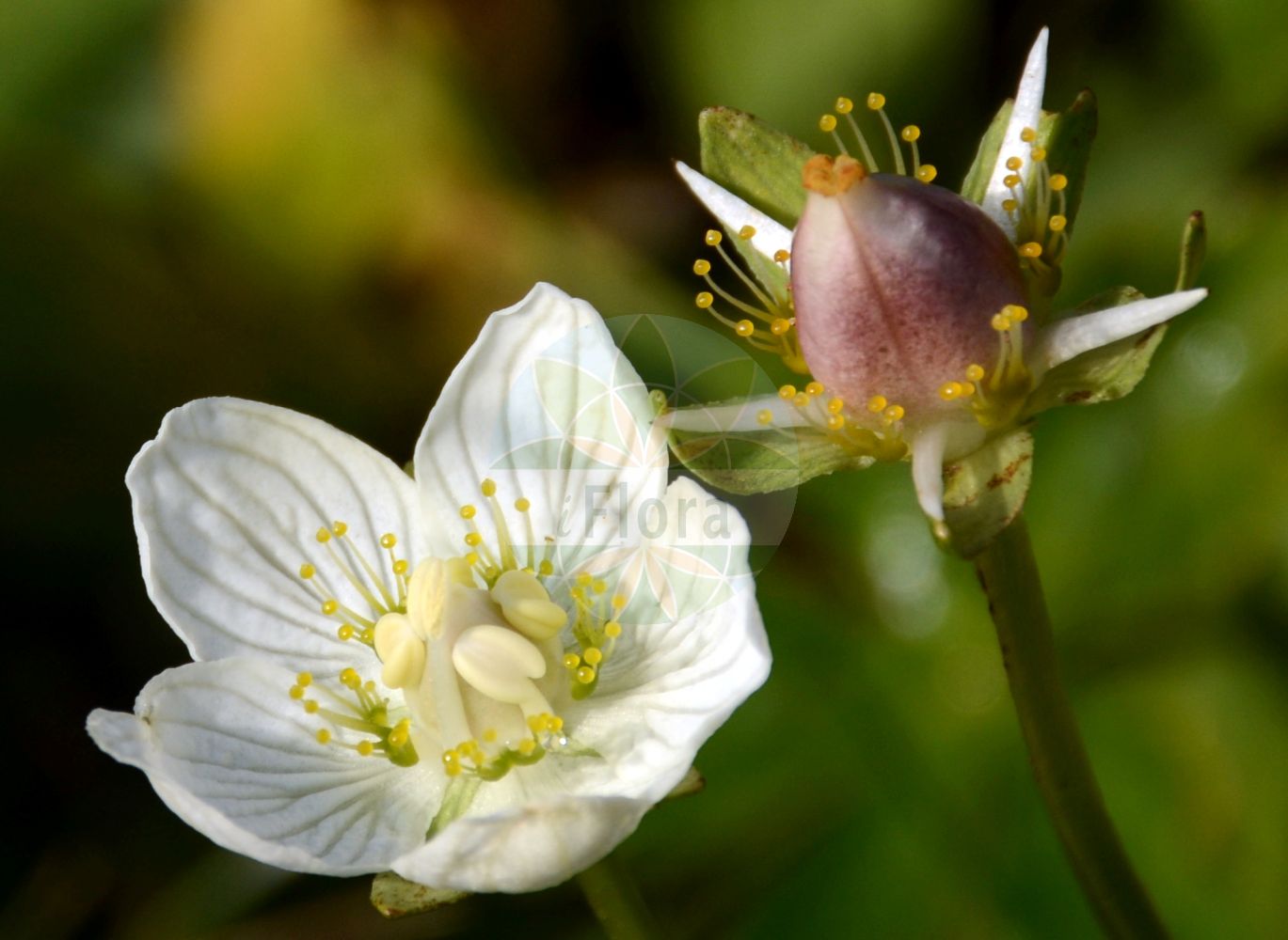 Parnassia palustris - Celastraceae,Plantae,Pteridobiotina,Angiosperms,Celastrales,Celastraceae,Parnassia,Parnassia palustris,Enneadynamis polonorum,Sumpf-Herzblatt;Studentenröschen;Herzblatt;grass-of-parnassus;parnassie des marais;marsh grass of parnassus;Parnassie des marais;grama del Parnaso;hepática blanca;hierba del Parnaso;Parnassia;fiore del Parnasso;cespuglio di Parnasso;parnassuskruid;parnassia;белозор болотный;yürekyaprağı;parnasë;parnasia e kënetës;fetgera blanca;herba blanca;zlatnikova bela trava;slåtterblomma;leverurt;dziewięciornik błotny;umebachi-sô;ウメバチソウ;močvirna samoperka;fehérmájvirág;tolije bahenní;șopîrliță albă;bielokvet močiarny;parnasia močiarna;білозір болотний;блатна росица;росица;harilik ädalalill;purva atālene;jåblom;vilukko;mýrasóley;обична талија;pelkinė mandrauninkė;méi huā cǎo;梅花草