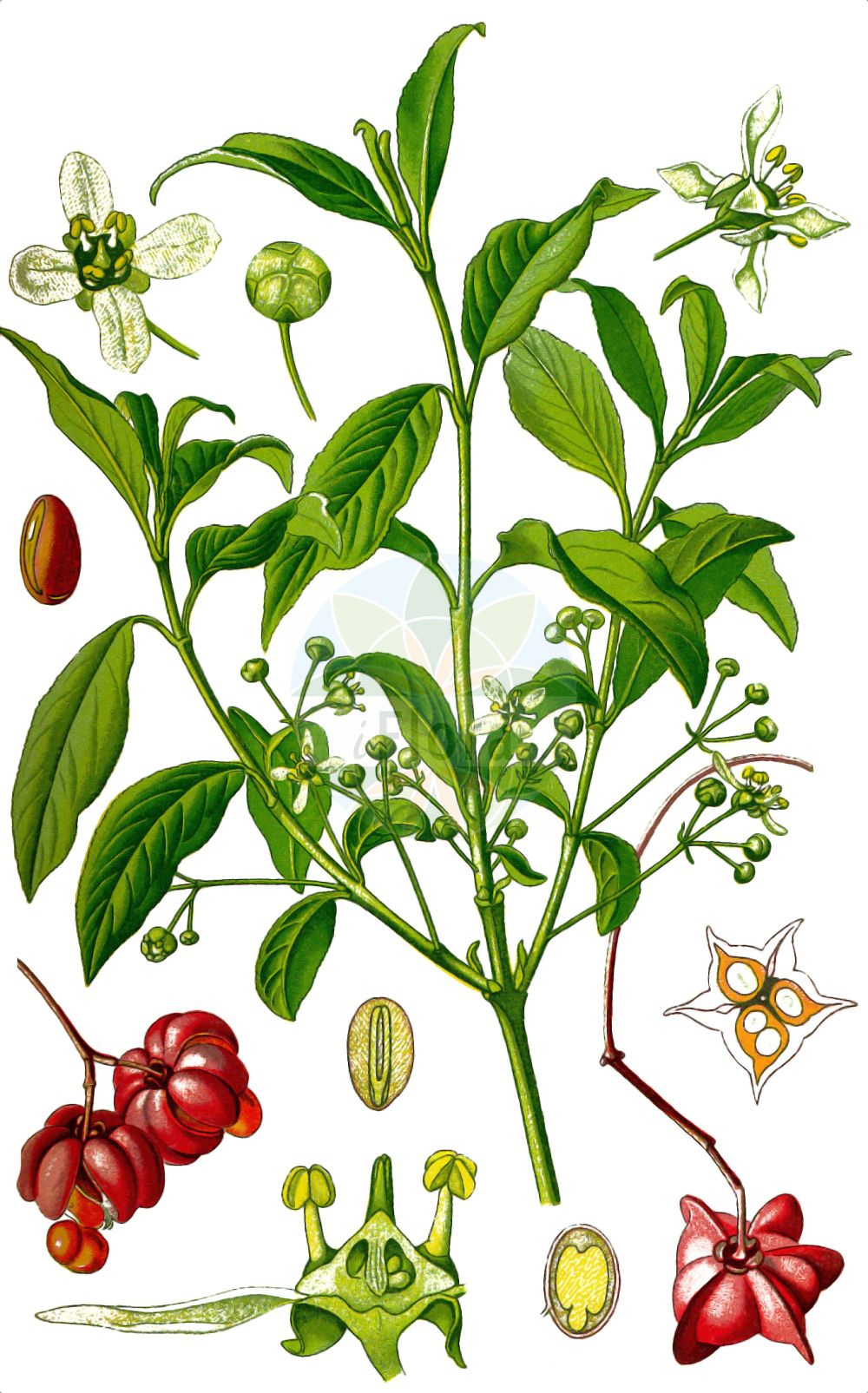 Euonymus europaeus - Celastraceae,Plantae,Pteridobiotina,Angiosperms,Celastrales,Celastraceae,Euonymus,Euonymus europaeus,Euonymus angustifolius, Euonymus bulgarica, Euonymus bulgaricus, Euonymus czernjaevii, Euonymus europaeus f. albus, Euonymus europaeus f. aldenhamensis, Euonymus europaeus f. angustifolius, Euonymus europaeus f. atropurpureus, Euonymus europaeus f. atrorubens, Euonymus europaeus f. bulgaricus, Euonymus europaeus f. microphyllus, Euonymus europaeus f. nanus, Euonymus europaeus f. scaberulus, Euonymus europaeus subf. scaberulus, Euonymus europaeus subsp. moldavicus, Euonymus europaeus subsp. ponticus, Euonymus europaeus subsp. subvelutinus, Euonymus europaeus subsp. tenuifolius, Euonymus europaeus unr. aldenhamensis, Euonymus europaeus var. albus, Euonymus europaeus var. aldenhamensis, Euonymus europaeus var. angustifolius, Euonymus europaeus var. atropurpureus, Euonymus europaeus var. australis, Euonymus europaeus var. fibrillifer, Euonymus europaeus var. fibrilliferus, Euonymus europaeus var. intermedius, Euonymus europaeus var. involutus, Euonymus europaeus var. nanus, Euonymus europaeus var. pumilus, Euonymus europaeus var. suberoso-alatus, Euonymus europaeus var. suberosus, Euonymus europaeus var. subvelutinus, Euonymus europaeus var. tenuifolius, Euonymus fibrilliferus, Euonymus flavescens, Euonymus floribundus, Euonymus latifolius, Euonymus medirossica, Euonymus medirossicus, Euonymus medius, Euonymus moldavica, Euonymus moldavicus, Euonymus multiflorus, Euonymus odessanus, Euonymus pubescens, Euonymus quadrigonus, Euonymus suberosus, Euonymus vulgaris, Euonymus vulgaris var. atrorubens, Euonymus vulgaris var. microphyllus,Europäisches Pfaffenhütchen;Gewöhnliches Pfaffenhütchen;Gewöhnliches Pfaffenkäppchen;Gemeines Pfaffenhütchen;Gemeiner Spindelbaum;spindle;european spindle-tree;common spindle;european euonymus;prickwood;winter creeper;Bois carré;Fusain d'Europe;bonnet de prêtre;bois à lardoires;bois-carré;bonnet carré;bonnet d'évêque;cherme;chermine;garais;bonetero;boj montés;bonetillo;evónimo;falso boj;husera;modrollonera;monetillo;palo de cuatro carretas;Corallini;Berretto da prete;berretta di prete;fusaria;evonimo europeo;cappet da prete;fusaria comune;winter-heliotroop;wilde kardinaalsmuts;evonimo;winter-akoniet;evónimo;barrete-de-padre;бересклет европейский;бруслина;açık köklü;iğcik ağacı;herdhaqeni i Evropës;shikakuq;barretets de capellà;bonets;evónim europeo;obična kurika;benved;benved;trzmielina pospolita;trzmielina zwyczajna;navadna trdoleska;csíkos kecskerágó;brslen evropský;salba moale;salbă-moale;bršlen európsky;bršlen obyčajný;бруслина європейська;бруслина черняєва;европейски чашкодрян;ръбест чашкодрян;harilik kikkapuu;Eiropas segliņš;spolebusk;euroopansorvarinpensas;курика;машљика;europinis ožekšnis