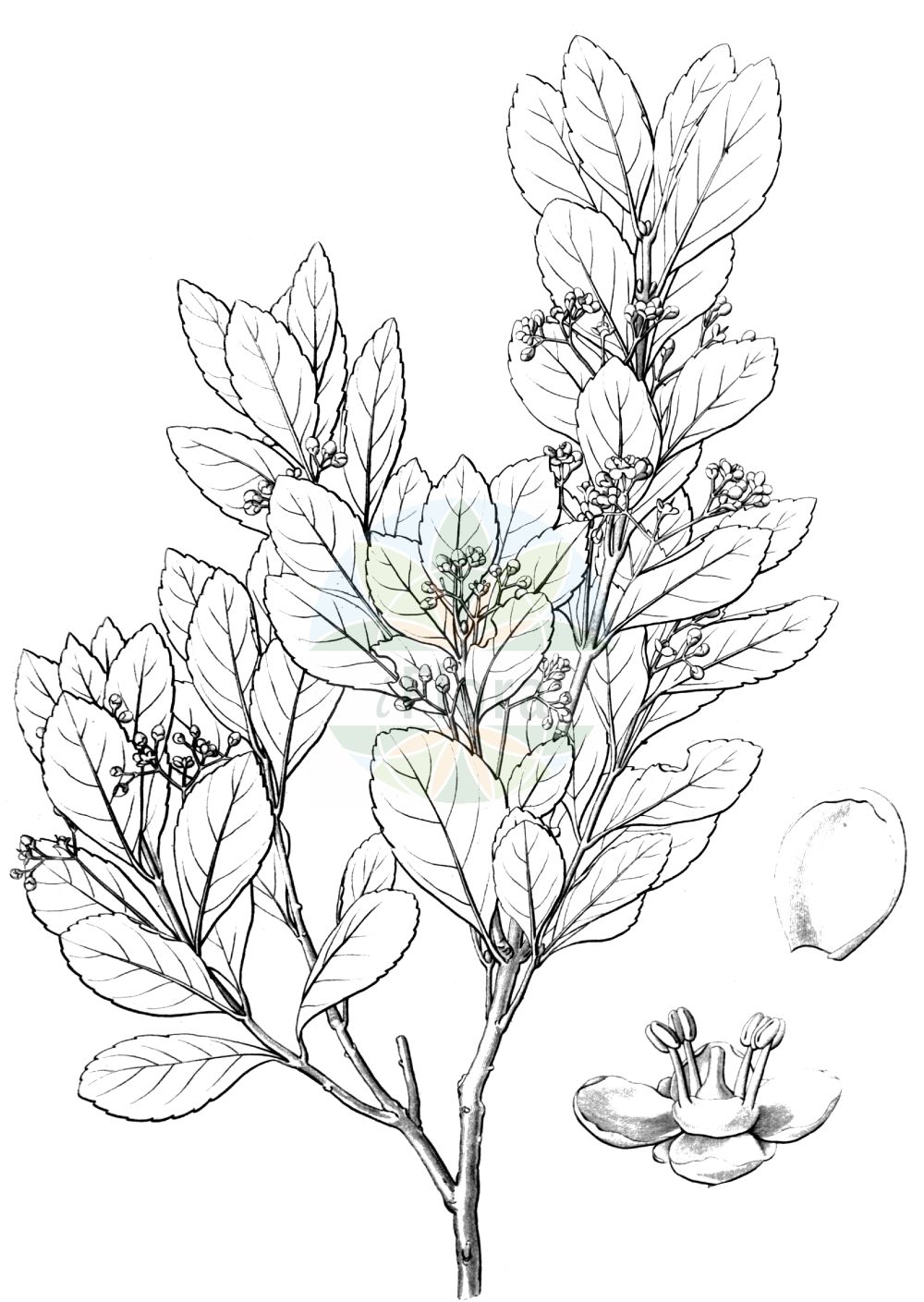 Euonymus japonicus - Celastraceae,Plantae,Pteridobiotina,Angiosperms,Celastrales,Celastraceae,Euonymus,Euonymus japonicus,Elaeodendron javanicum, Euonymus carrierei, Euonymus fortunei var. alticola, Euonymus japonicus f. albomarginatus, Euonymus japonicus f. argenteovariegatus, Euonymus japonicus f. aureomarginatus, Euonymus japonicus f. aureovariegatus, Euonymus japonicus f. fastigiatus, Euonymus japonicus f. macrophyllus, Euonymus japonicus f. microphyllus, Euonymus japonicus f. pyramidatus, Euonymus japonicus f. rugosus, Euonymus japonicus f. viridivariegatus, Euonymus japonicus unr. albomarginatus, Euonymus japonicus unr. aureovariegatus, Euonymus japonicus unr. aureus-variegatus, Euonymus japonicus unr. latifolius-albovariegatus, Euonymus japonicus unr. tricolor, Euonymus japonicus var. argenteovariegatus, Euonymus japonicus var. aureomarginatus, Euonymus japonicus var. aureovariegatus, Euonymus japonicus var. fastigiatus, Euonymus japonicus var. latifolius, Euonymus japonicus var. litoralis, Euonymus japonicus var. longifolius, Euonymus japonicus var. macrophyllus, Euonymus japonicus var. microphyllus, Euonymus japonicus var. pyramidatus, Euonymus japonicus var. radicifer, Euonymus japonicus var. rugosus, Euonymus japonicus var. subinteger, Euonymus japonicus var. viridivariegatus, Euonymus pulchellus, Euonymus pulchellus unr. foliis-variegatis, Euonymus sinensis, Euonymus variegatus, Euonymus yoshinagae, Masakia japonica, Masakia japonica var. latifolia, Masakia yoshinagae, Pragmotessara japonica,Japanisches Pfaffenhütchen;Japanischer Spindelstrauch;evergreen spindle;Fusain du Japon;bonetero de Japón;Fusaria del Giappone;evonimo del Giappone;windbloem-toorts;Japanse kardinaalsmuts;evónimo-do-japão;barrete-de-padre;evónimo;evónimo-dos-jardins;бересклет японский;benli iğcik;shikakuq;evónim del Japó;japanska kurika;マサキ;masaki;fuiri-masaki;kin-masaki;キンマサキ;フイリマサキ;бруслина японська;японски чашкодрян;dōng qīng wèi máo;冬青卫矛
