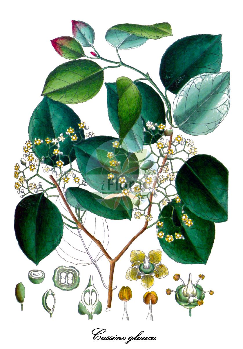 Elaeodendron glaucum - Celastraceae,Plantae,Pteridobiotina,Angiosperms,Celastrales,Celastraceae,Elaeodendron,Elaeodendron glaucum,Barringtonia sphaerocarpa, Cassine glauca, Celastrus glaucus, Mangifera glauca, Senacia glauca