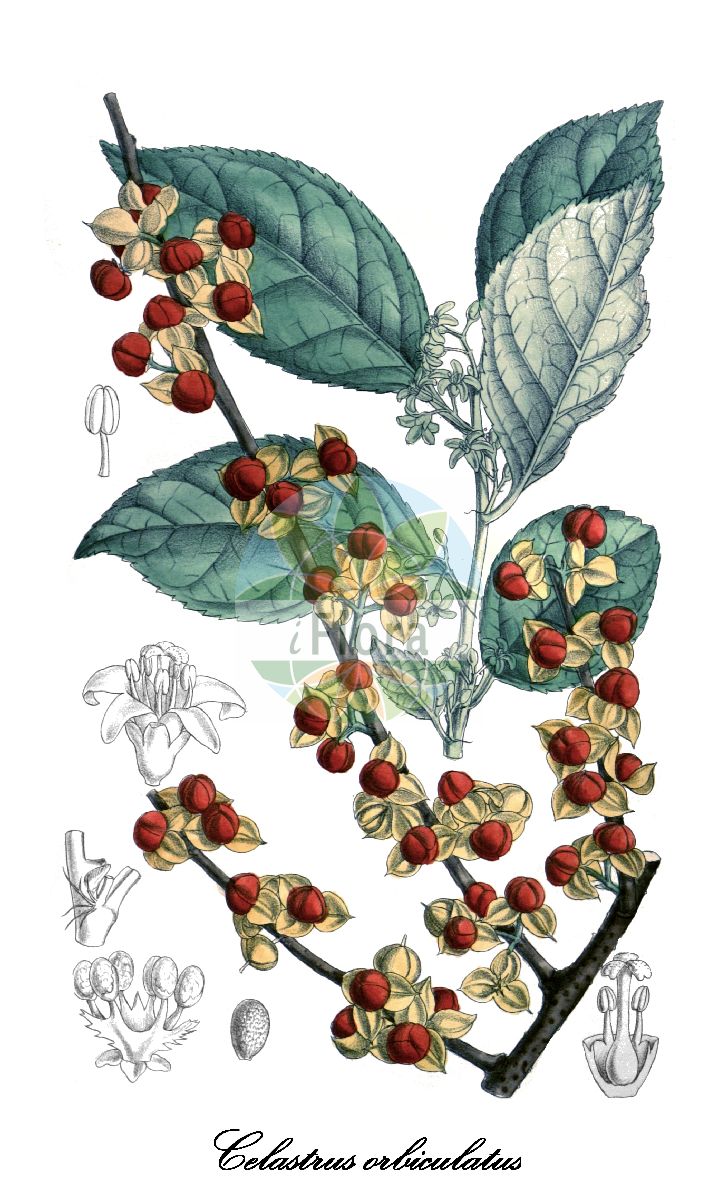 Celastrus orbiculatus - Celastraceae,Plantae,Pteridobiotina,Angiosperms,Celastrales,Celastraceae,Celastrus,Celastrus orbiculatus,Catha articulata, Celastrus articulata, Celastrus articulatus, Celastrus articulatus var. humilis, Celastrus articulatus var. orbiculatus, Celastrus articulatus var. papillosus, Celastrus crispulus, Celastrus insularis, Celastrus jeholensis, Celastrus lancifolius, Celastrus orbiculatus f. aureoarillatus, Celastrus orbiculatus f. major, Celastrus orbiculatus f. papillosus, Celastrus orbiculatus var. aureoarillatus, Celastrus orbiculatus var. papillosus, Celastrus orbiculatus var. punctatus, Celastrus orbiculatus var. strigillosus, Celastrus orbiculatus var. strigillosus, Celastrus strigillosus, Celastrus tatarinowii, Celastrus versicolor, Ilex leucantha,Rundblättriger Baumwürger;staff-vine;oriental bittersweet;bourreau des arbres;célastre orbiculaire;древогубец круглолистный;краснопузырник трубчатолистный;ツルウメモドキ;tsurûmemogoki;keleti fafojtó;jesenec okrouhlolistý;zimokeř okrouhlolistý;nán shé téng;南蛇藤