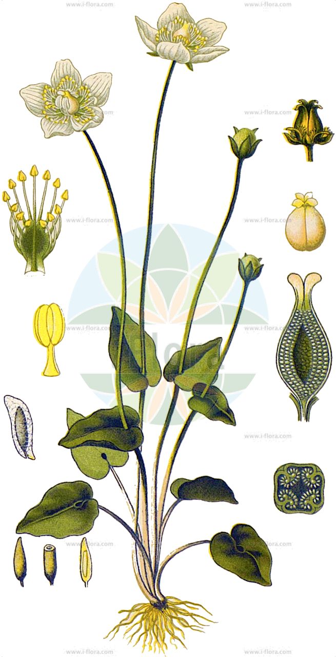 Parnassia palustris - Celastraceae,Plantae,Pteridobiotina,Angiosperms,Celastrales,Celastraceae,Parnassia,Parnassia palustris,Enneadynamis polonorum,Sumpf-Herzblatt;Studentenröschen;Herzblatt;grass-of-parnassus;parnassie des marais;marsh grass of parnassus;Parnassie des marais;grama del Parnaso;hepática blanca;hierba del Parnaso;Parnassia;fiore del Parnasso;cespuglio di Parnasso;parnassuskruid;parnassia;белозор болотный;yürekyaprağı;parnasë;parnasia e kënetës;fetgera blanca;herba blanca;zlatnikova bela trava;slåtterblomma;leverurt;dziewięciornik błotny;umebachi-sô;ウメバチソウ;močvirna samoperka;fehérmájvirág;tolije bahenní;șopîrliță albă;bielokvet močiarny;parnasia močiarna;білозір болотний;блатна росица;росица;harilik ädalalill;purva atālene;jåblom;vilukko;mýrasóley;обична талија;pelkinė mandrauninkė;méi huā cǎo;梅花草