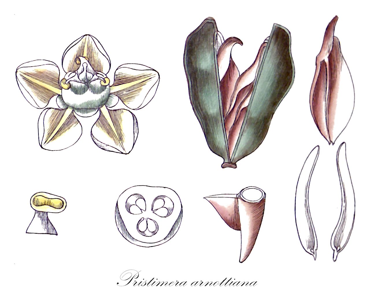 Pristimera arnottiana - Celastraceae,Plantae,Pteridobiotina,Angiosperms,Celastrales,Celastraceae,Pristimera,Pristimera arnottiana,Hippocratea arnottiana, Loeseneriella arnottiana, Prionostemma arnottiana, Salacia terminalis