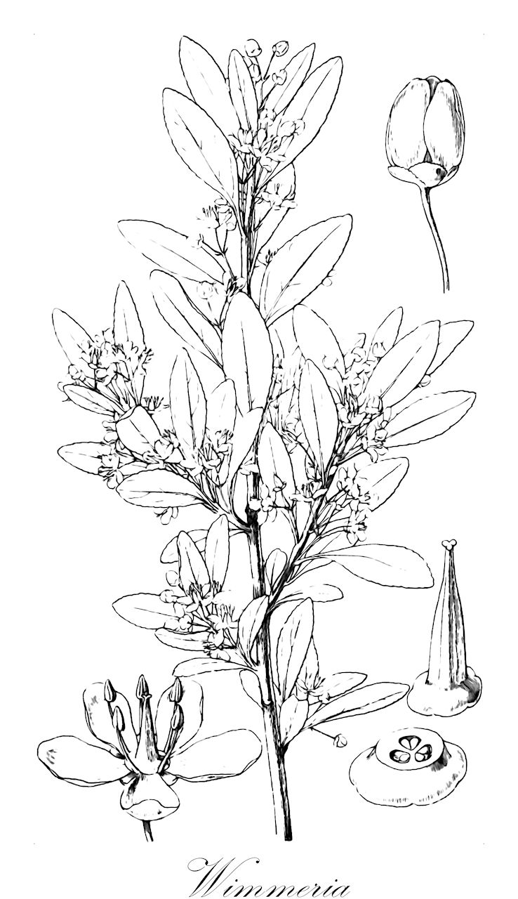 Wimmeria - Celastraceae,Plantae,Pteridobiotina,Angiosperms,Celastrales,Celastraceae,Wimmeria