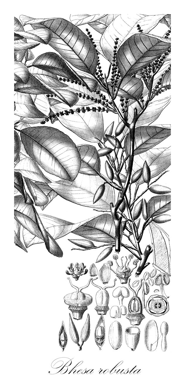 Bhesa robusta - Centroplacaceae,Plantae,Pteridobiotina,Angiosperms,Malpighiales,Centroplacaceae,Bhesa,Bhesa robusta,Bhesa moja, Bhesa sinica, Celastrus robustus, Kurrimia robusta, Kurrimia sinica, Nothocnestis sumatrana, Sarcosperma tonkinense