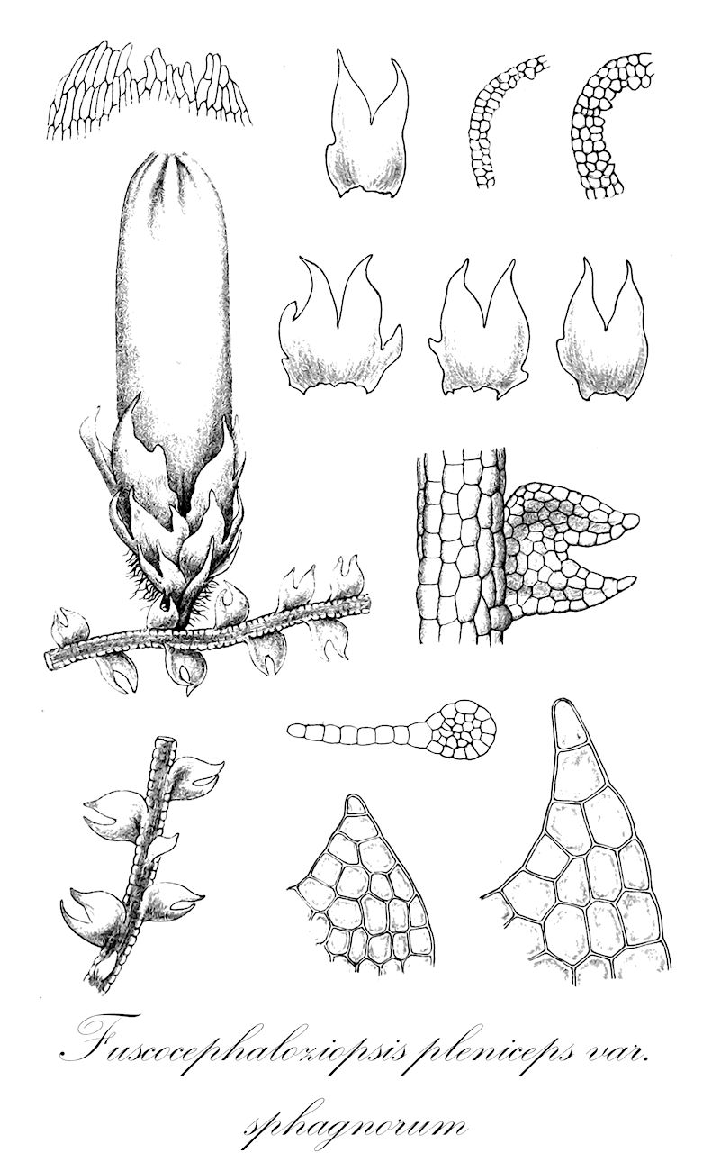 Fuscocephaloziopsis pleniceps var. sphagnorum - Cephaloziaceae,Plantae,Bryobiotina,Marchantiophyta,Jungermanniopsida,Jungermanniidae,Lophoziales,Cephaloziaceae,Fuscocephaloziopsis,Fuscocephaloziopsis pleniceps,Fuscocephaloziopsis pleniceps var. sphagnorum,Cephalozia macrantha, Cephalozia pleniceps var. macrantha, Cephalozia pleniceps var. sphagnorum, Cephalozia symbolica var. sphagnorum