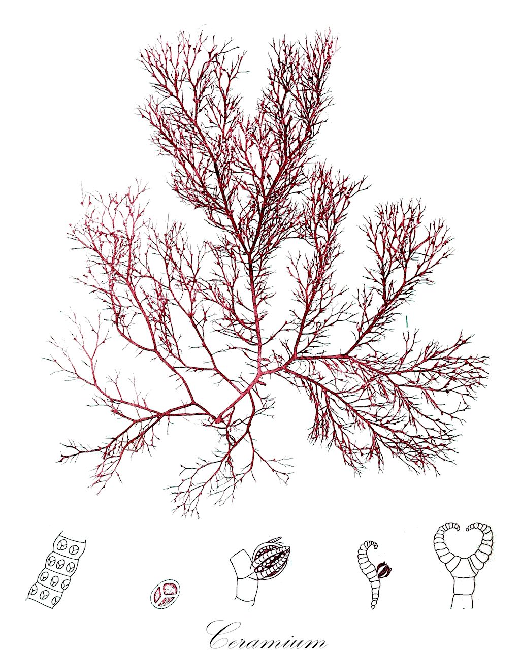 Ceramium - Ceramiaceae,Biota,Plantae,Rhodophyta,Eurhodophytina,Florideophyceae,Ceramiales,Ceramiaceae,Ceramium,Acanthoceras, Celeceras, Ceramothamnion, Dictiderma, Echinoceras, Gaillonia, Gongroceras, Herpoceras, Hormoceras, Pteroceras