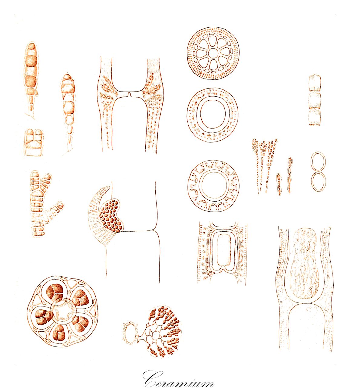 Ceramium - Ceramiaceae,Biota,Plantae,Rhodophyta,Eurhodophytina,Florideophyceae,Ceramiales,Ceramiaceae,Ceramium,Acanthoceras, Celeceras, Ceramothamnion, Dictiderma, Echinoceras, Gaillonia, Gongroceras, Herpoceras, Hormoceras, Pteroceras