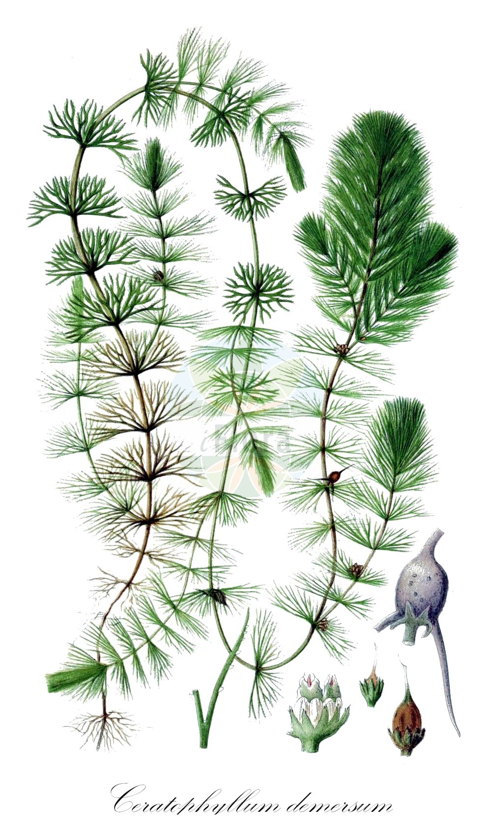 Historische Abbildung von Ceratophyllum demersum (Breitstachliges Rauhes Hornblatt - Rigid Hornwort). Das Bild zeigt Blatt, Bluete, Frucht und Same. ---- Historical Drawing of Ceratophyllum demersum (Breitstachliges Rauhes Hornblatt - Rigid Hornwort). The image is showing leaf, flower, fruit and seed.(Ceratophyllum demersum,Breitstachliges Rauhes Hornblatt,Rigid Hornwort,Ceratophyllum demersum,Ceratophyllum demersum subsp. apiculatum,Breitstachliges Rauhes Hornblatt,Breitstachliges Hornblatt,Raues Hornblatt,Rigid Hornwort,Common Coontail,Coon's Tail,Common Hornwort,Coontail,Hornweed,Ceratophyllum,Hornblatt,Hornwort,Ceratophyllaceae,Hornblattgewächse,Hornwort family,Blatt,Bluete,Frucht,Same,leaf,flower,fruit,seed,Lindman (1901-1905))