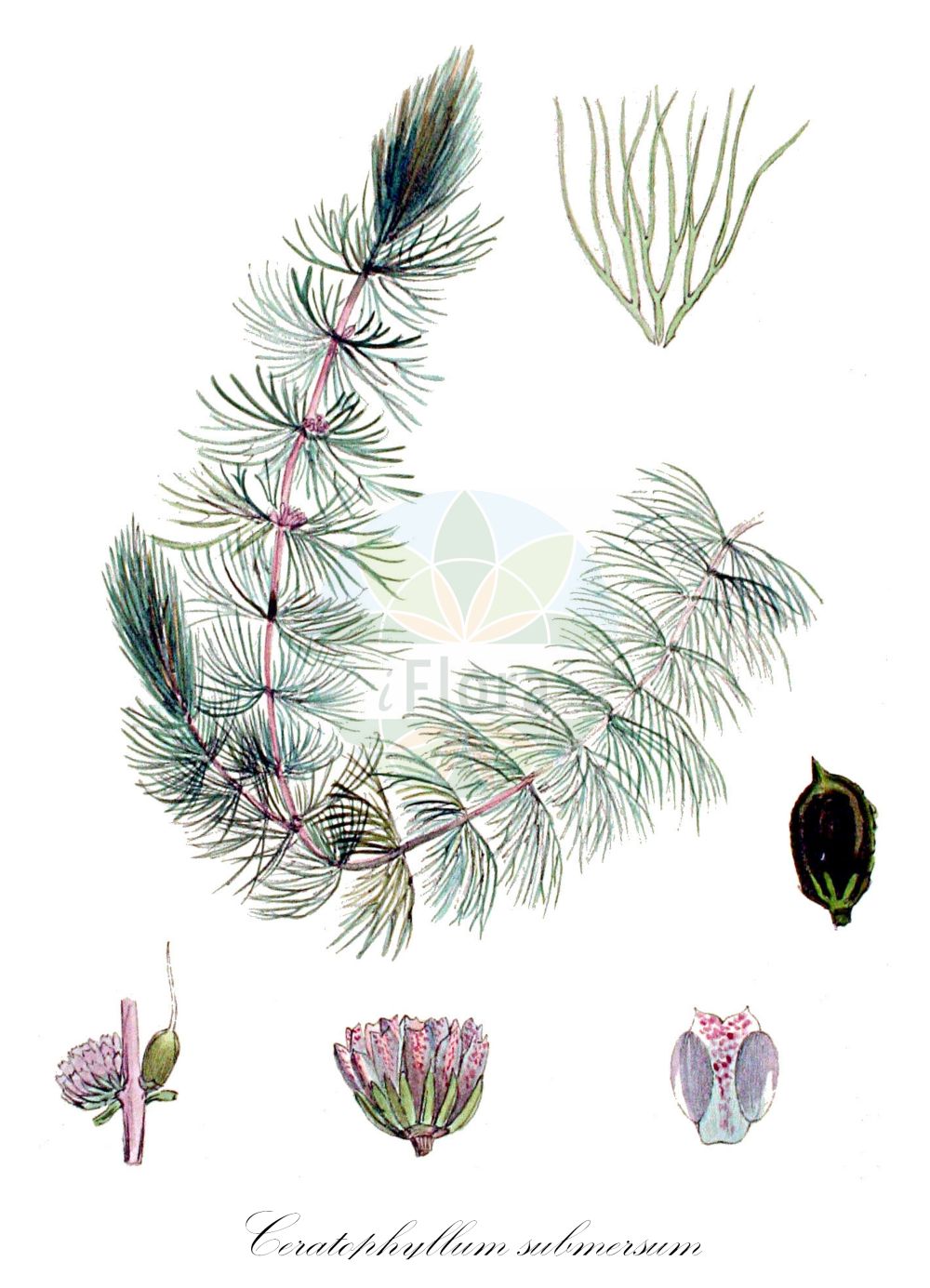Ceratophyllum submersum - Ceratophyllaceae,Plantae,Pteridobiotina,Angiosperms,Ceratophyllales,Ceratophyllaceae,Ceratophyllum,Ceratophyllum submersum,Ceratophyllum submersum subsp. submersum,Zartes Hornblatt;Glattes Hornblatt;soft hornwort;tropical hornwort;Cornifle submergé;cératophylle plongé;cératophylle submergé;cératophylle inerme;ceratofilio;ceratófilo;Ceratofillo sommerso;coda di cavallo;pertro;ongedoornd hoornblad;fijn hoornblad;светло-зеленый роголистник;роголистник светло-зеленый;роголистник светло-зелёный;роголистник полупогруженный;suboynuzu;ceratofilë;mekana voščika;vårtsärv;tornløs hornlad;rogatek krótkoszyjkowy;mehki rogolist;sima borzhinár;sima tócsagaz;růžkatec bradavčitý;růžkatec potopený;cosor;růžkatec bradavčitý;růžkatec potopený;кушир підводний;потопен рополистник;sile kardhein;pusgrimusī raglape;vorteblad;hentokarvalehti;ресина;karnan tavul;קַרְנָן טָבוּל;gležnalapė nertis;κερατόφιλλο