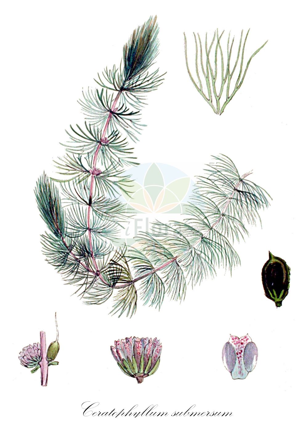 Historische Abbildung von Ceratophyllum submersum (Zartes Hornblatt - Soft Hornwort). Das Bild zeigt Blatt, Bluete, Frucht und Same. ---- Historical Drawing of Ceratophyllum submersum (Zartes Hornblatt - Soft Hornwort). The image is showing leaf, flower, fruit and seed.(Ceratophyllum submersum,Zartes Hornblatt,Soft Hornwort,Ceratophyllum submersum,Zartes Hornblatt,Glattes Hornblatt,Soft Hornwort,Tropical Hornwort,Ceratophyllum,Hornblatt,Hornwort,Ceratophyllaceae,Hornblattgewächse,Hornwort family,Blatt,Bluete,Frucht,Same,leaf,flower,fruit,seed,Kops (1800-1934))