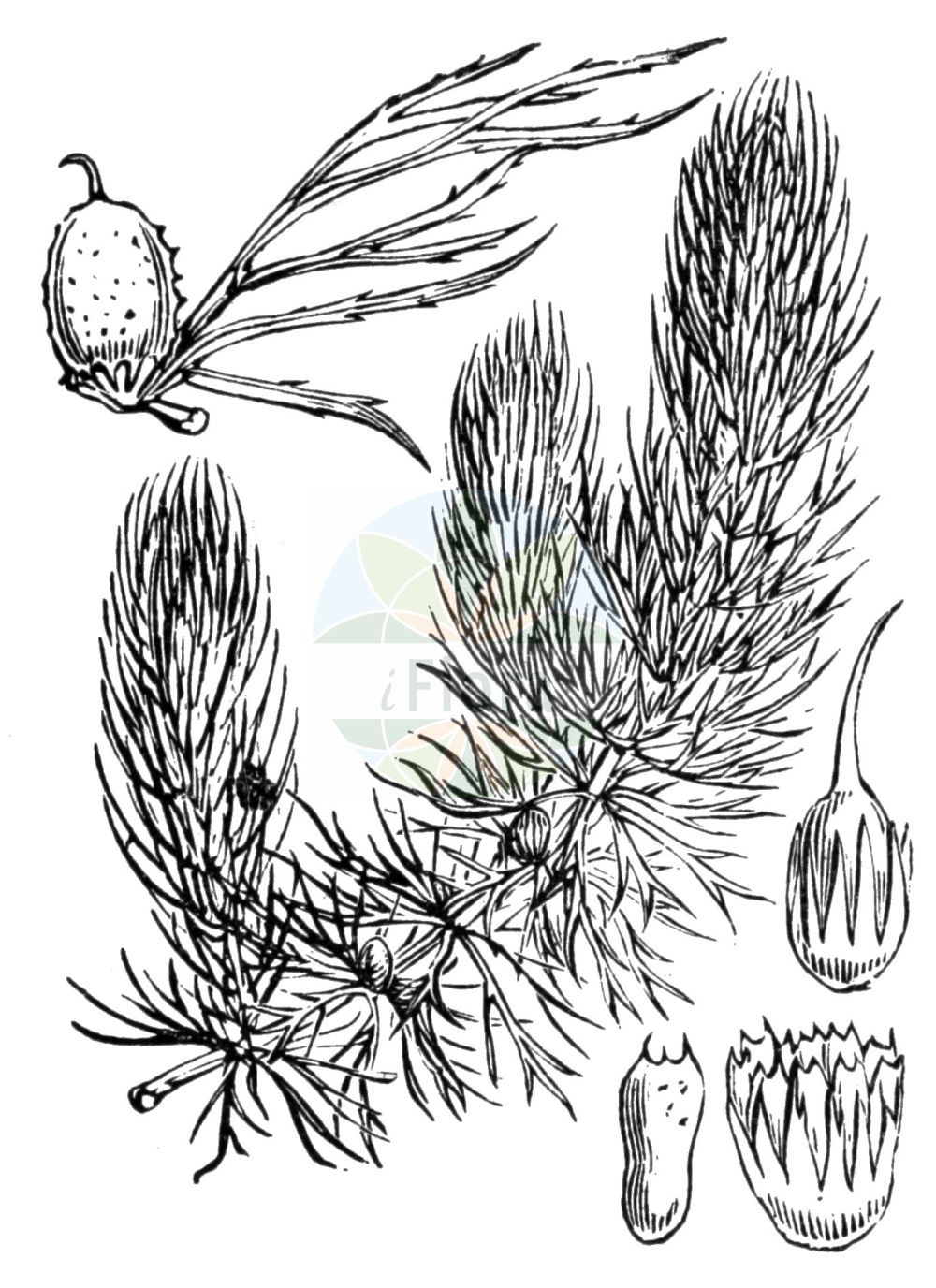 Ceratophyllum demersum - Ceratophyllaceae,Plantae,Pteridobiotina,Angiosperms,Ceratophyllales,Ceratophyllaceae,Ceratophyllum,Ceratophyllum demersum,Ceratophyllum cornutum, Ceratophyllum demersum var. commune, Dichotophyllum demersum,Raues Hornblatt;Rauhes Hornblatt;Breitstachliges Hornblatt;rigid hornwort;coontail;hornwort;cornifle nageante;common coontail;common hornwort;hornweed;coon's tail;Cornifle immergé;cératophylle submergé;cornifle nageant;cornue d'eau;cératophylle épineux;cératophylle immergé;cama de ranas;celestina de agua;cola de zorro;ceratófilo;milhoja de agua;bejuquillo;candelabro de agua;Ceratofillo comune;coda di volpe;gedoornd hoornblad;grof hoornblad;candelabro-aquatico;candelabro-aquático;темно-зеленый роголистник;роголистник темно-зеленый;роголистник тёмно-зелёный;роголистник погруженный;kınalı suboynuzu;ceratofilë;gjethebri gati i zhytur;ceratofil·le;kruta voščika;hornsärv;tornfrøet hornblad;rogatek sztywny;kingyomo;matsumo;キンギョモ;マツモ;navadni rogolist;érdes borzhinár;érdes tócsagaz;dýně obrovská;růžkatec ostnitý;růžkatec ponořený;cosor;rožkatec ponorený;růžkatec ostnitý;кушир темно-зелений;плаващ роголистник;подводен роголистник;räni-kardheim;egrimusī raglape;hornblad;tankeakarvalehti;karnan tavua;קַרְנָן טָבוּעַ;paprastoji nertis;κερατόφιλλο;jīn yú zǎo;金鱼藻