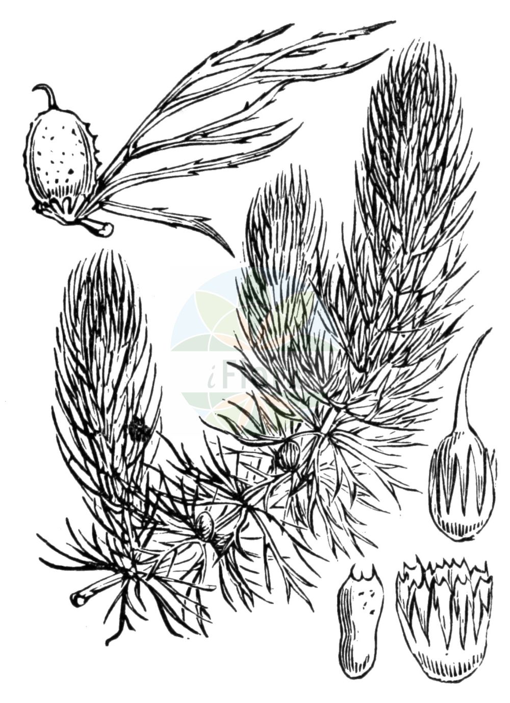 Historische Abbildung von Ceratophyllum demersum (Breitstachliges Rauhes Hornblatt - Rigid Hornwort). Das Bild zeigt Blatt, Bluete, Frucht und Same. ---- Historical Drawing of Ceratophyllum demersum (Breitstachliges Rauhes Hornblatt - Rigid Hornwort). The image is showing leaf, flower, fruit and seed.(Ceratophyllum demersum,Breitstachliges Rauhes Hornblatt,Rigid Hornwort,Ceratophyllum demersum,Ceratophyllum demersum subsp. apiculatum,Breitstachliges Rauhes Hornblatt,Breitstachliges Hornblatt,Raues Hornblatt,Rigid Hornwort,Common Coontail,Coon's Tail,Common Hornwort,Coontail,Hornweed,Ceratophyllum,Hornblatt,Hornwort,Ceratophyllaceae,Hornblattgewächse,Hornwort family,Blatt,Bluete,Frucht,Same,leaf,flower,fruit,seed,Fitch et al. (1880))