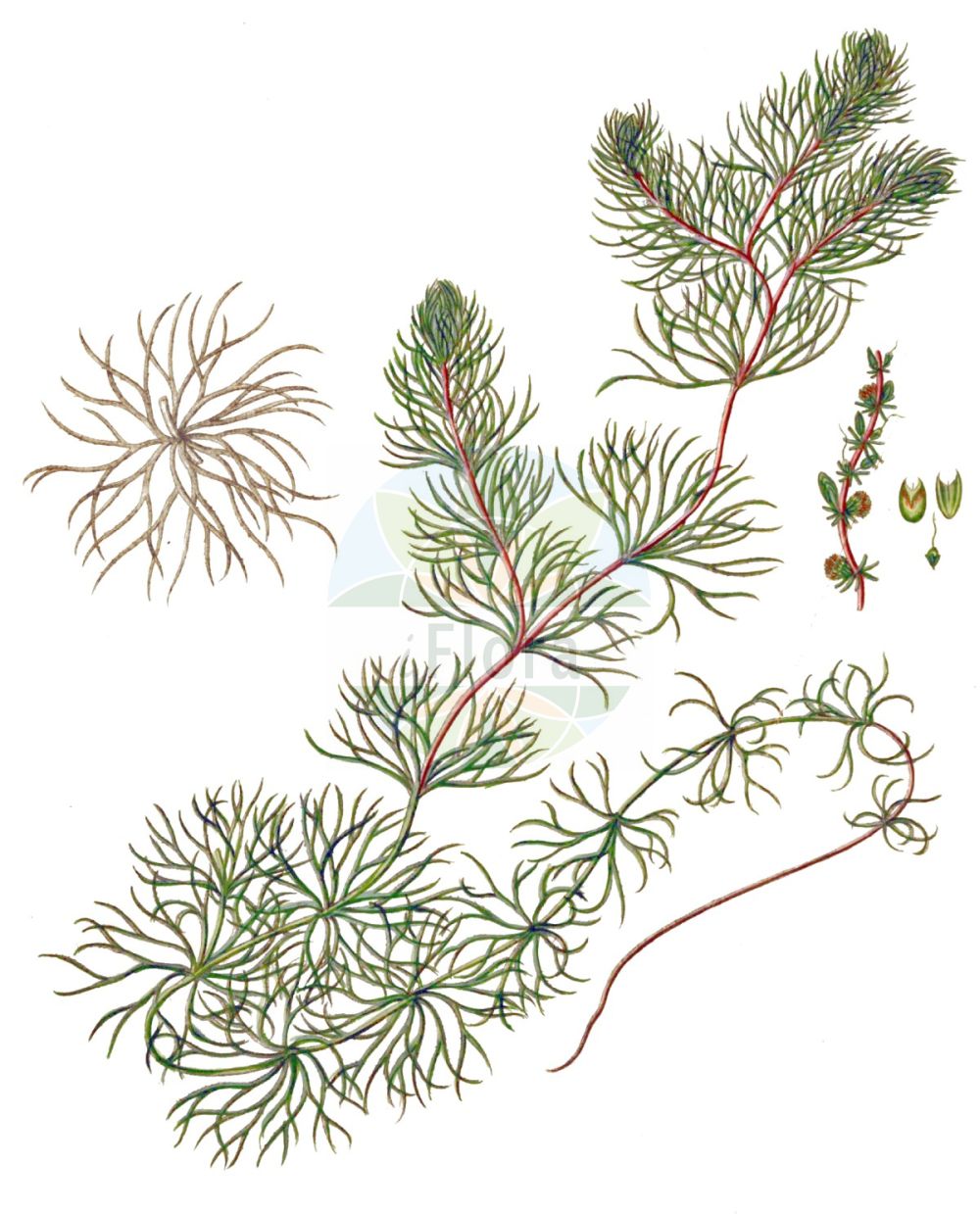 Ceratophyllum submersum - Ceratophyllaceae,Plantae,Pteridobiotina,Angiosperms,Ceratophyllales,Ceratophyllaceae,Ceratophyllum,Ceratophyllum submersum,Ceratophyllum submersum subsp. submersum,Zartes Hornblatt;Glattes Hornblatt;soft hornwort;tropical hornwort;Cornifle submergé;cératophylle plongé;cératophylle submergé;cératophylle inerme;ceratofilio;ceratófilo;Ceratofillo sommerso;coda di cavallo;pertro;ongedoornd hoornblad;fijn hoornblad;светло-зеленый роголистник;роголистник светло-зеленый;роголистник светло-зелёный;роголистник полупогруженный;suboynuzu;ceratofilë;mekana voščika;vårtsärv;tornløs hornlad;rogatek krótkoszyjkowy;mehki rogolist;sima borzhinár;sima tócsagaz;růžkatec bradavčitý;růžkatec potopený;cosor;růžkatec bradavčitý;růžkatec potopený;кушир підводний;потопен рополистник;sile kardhein;pusgrimusī raglape;vorteblad;hentokarvalehti;ресина;karnan tavul;קַרְנָן טָבוּל;gležnalapė nertis;κερατόφιλλο