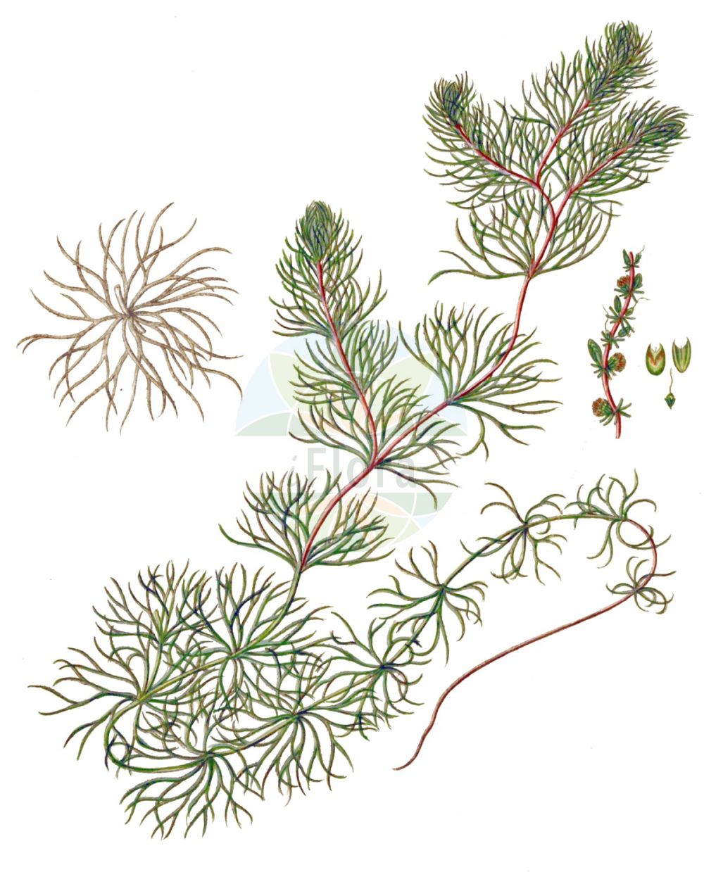 Historische Abbildung von Ceratophyllum submersum (Zartes Hornblatt - Soft Hornwort). Das Bild zeigt Blatt, Bluete, Frucht und Same. ---- Historical Drawing of Ceratophyllum submersum (Zartes Hornblatt - Soft Hornwort). The image is showing leaf, flower, fruit and seed.(Ceratophyllum submersum,Zartes Hornblatt,Soft Hornwort,Ceratophyllum submersum,Zartes Hornblatt,Glattes Hornblatt,Soft Hornwort,Tropical Hornwort,Ceratophyllum,Hornblatt,Hornwort,Ceratophyllaceae,Hornblattgewächse,Hornwort family,Blatt,Bluete,Frucht,Same,leaf,flower,fruit,seed,Oeder (1761-1883))