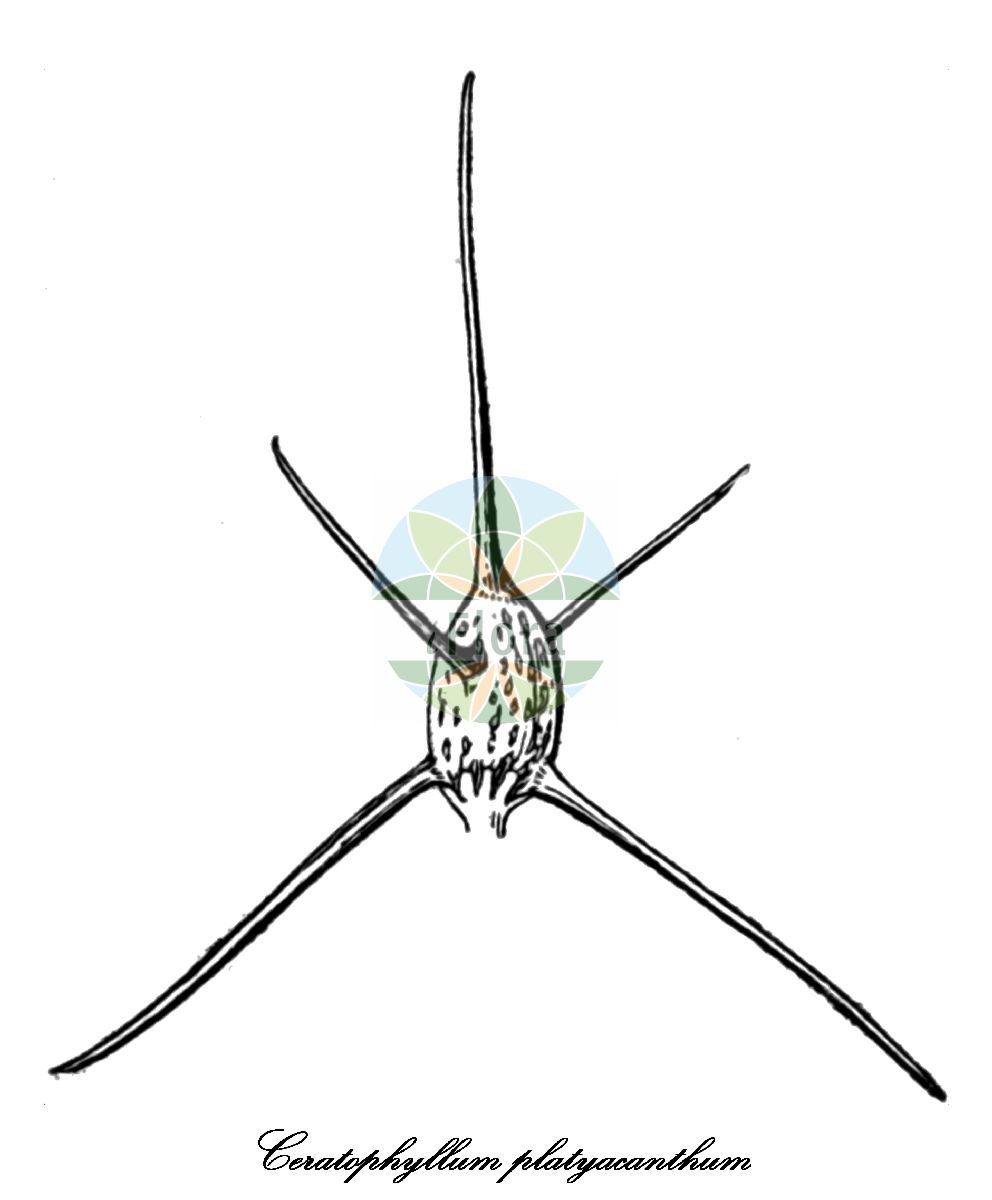 Historische Abbildung von Ceratophyllum platyacanthum (Breitstachliges Hornblatt). Das Bild zeigt Blatt, Bluete, Frucht und Same. ---- Historical Drawing of Ceratophyllum platyacanthum (Breitstachliges Hornblatt). The image is showing leaf, flower, fruit and seed.(Ceratophyllum platyacanthum,Breitstachliges Hornblatt,Ceratophyllum,Hornblatt,Hornwort,Ceratophyllaceae,Hornblattgewächse,Hornwort Family,Blatt,Bluete,Frucht,Same,leaf,flower,fruit,seed,Hayata (1911-1921))