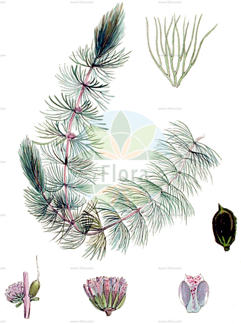 Ceratophyllum submersum - Ceratophyllaceae,Plantae,Pteridobiotina,Angiosperms,Ceratophyllales,Ceratophyllaceae,Ceratophyllum,Ceratophyllum submersum,Ceratophyllum submersum subsp. submersum,Zartes Hornblatt;Glattes Hornblatt;soft hornwort;tropical hornwort;Cornifle submergé;cératophylle plongé;cératophylle submergé;cératophylle inerme;ceratofilio;ceratófilo;Ceratofillo sommerso;coda di cavallo;pertro;ongedoornd hoornblad;fijn hoornblad;светло-зеленый роголистник;роголистник светло-зеленый;роголистник светло-зелёный;роголистник полупогруженный;suboynuzu;ceratofilë;mekana voščika;vårtsärv;tornløs hornlad;rogatek krótkoszyjkowy;mehki rogolist;sima borzhinár;sima tócsagaz;růžkatec bradavčitý;růžkatec potopený;cosor;růžkatec bradavčitý;růžkatec potopený;кушир підводний;потопен рополистник;sile kardhein;pusgrimusī raglape;vorteblad;hentokarvalehti;ресина;karnan tavul;קַרְנָן טָבוּל;gležnalapė nertis;κερατόφιλλο