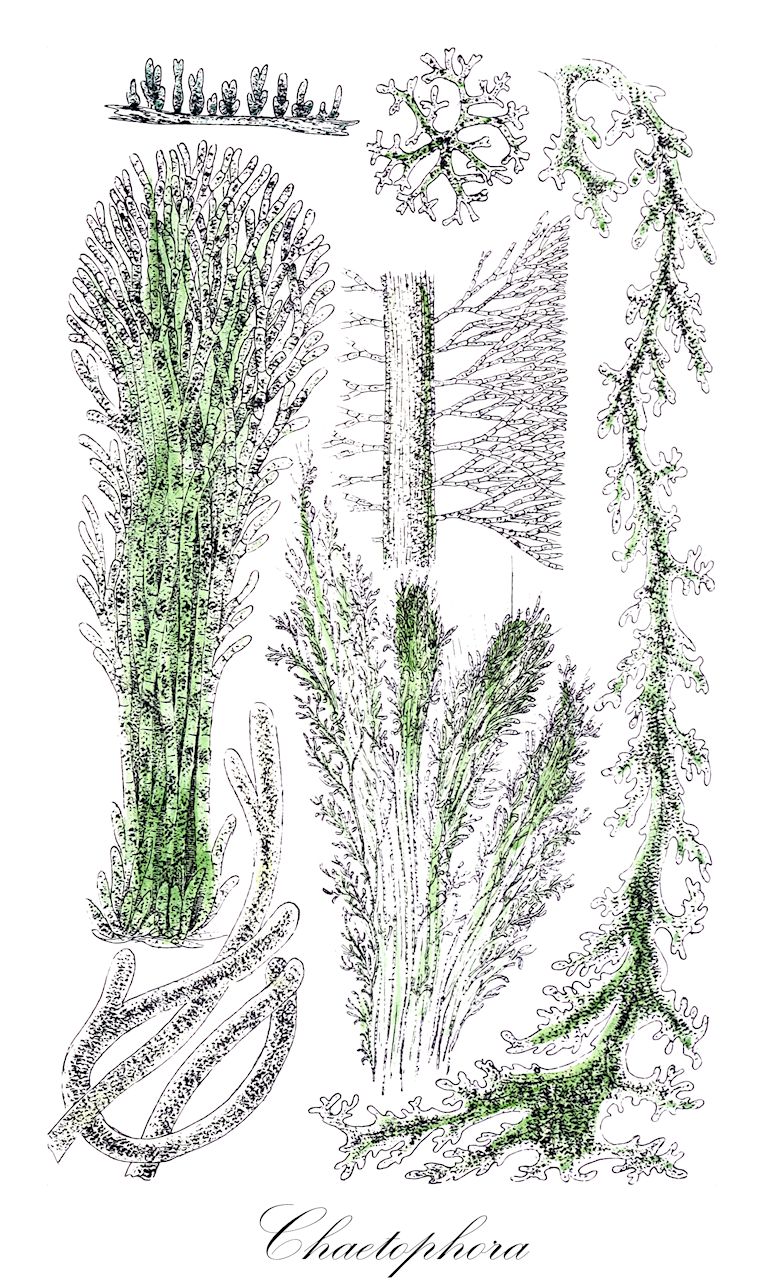 Chaetophora - Chaetophoraceae,Biota,Animalia,Arthropoda,Insecta,Coleoptera,Byrrhoidea,Byrrhidae,Chaetophora