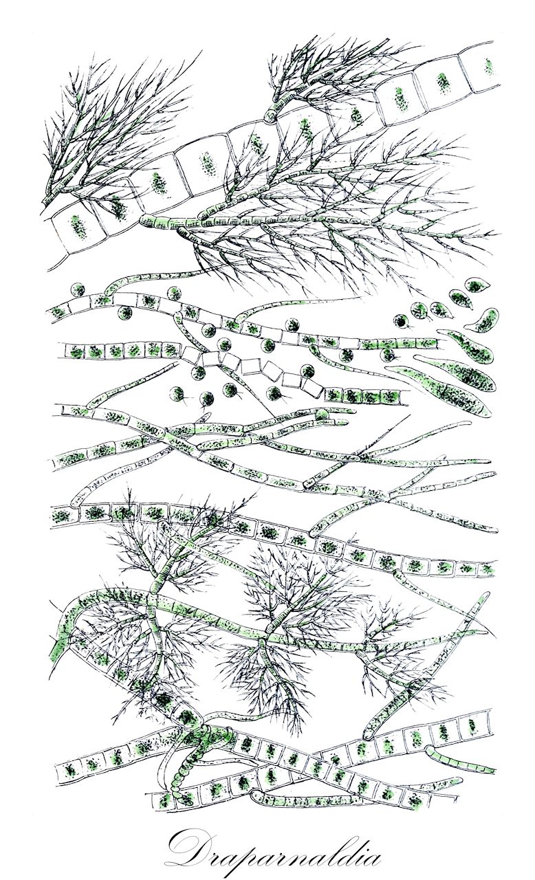 Draparnaldia - Orchidaceae,Biota,Plantae,Chlorophyta,Chlorophytina,Chlorophyceae,Chaetophorales,Chaetophoraceae,Draparnaldia,Draparnaldiella