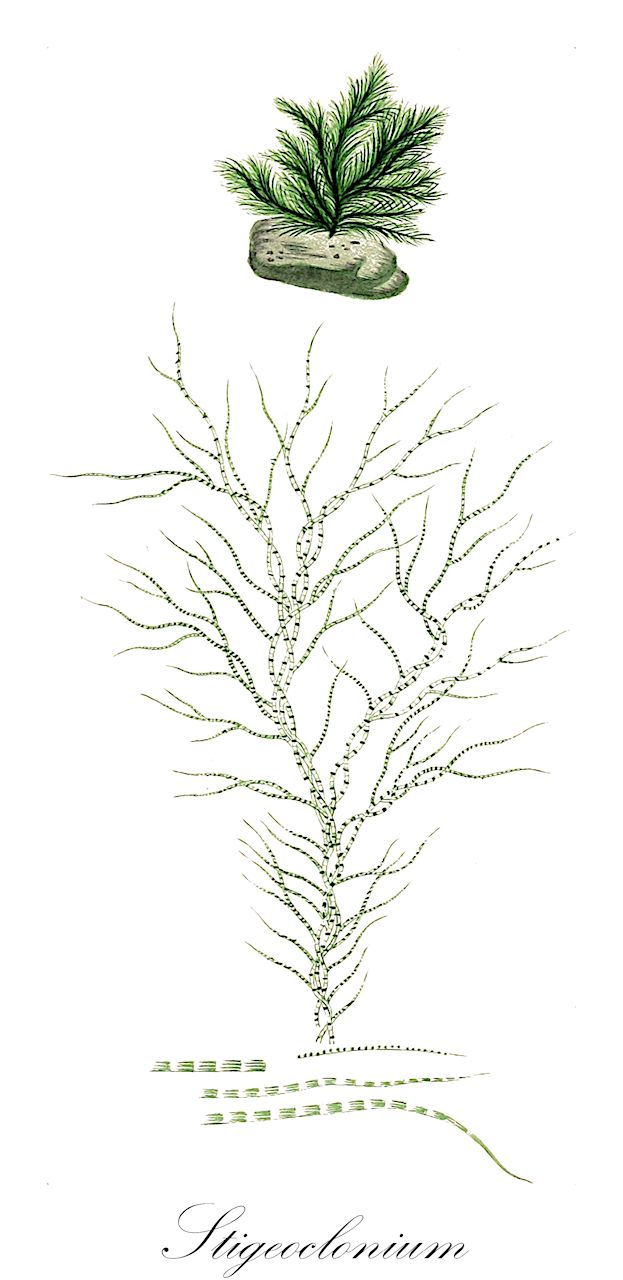 Stigeoclonium - Chaetophoraceae,Biota,Plantae,Chlorophyta,Chlorophytina,Chlorophyceae,Chaetophorales,Chaetophoraceae,Stigeoclonium,Stygeoclonium