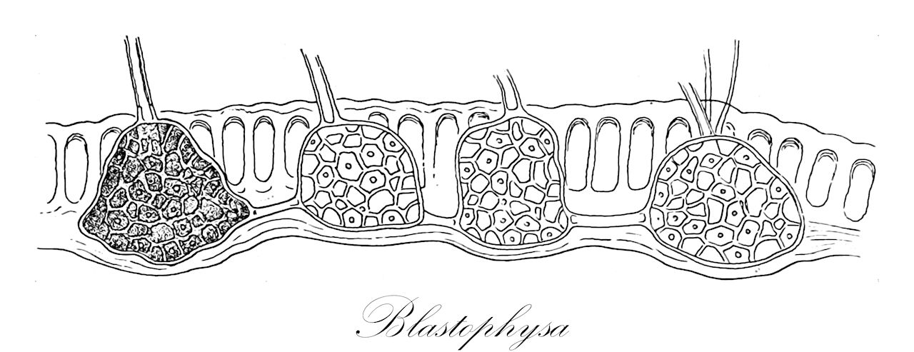 Blastophysa - Chlorophyta,Biota,Plantae,Chlorophyta,Chlorophytina,Ulvophyceae,Bryopsidales,Chaetosiphonaceae,Blastophysa