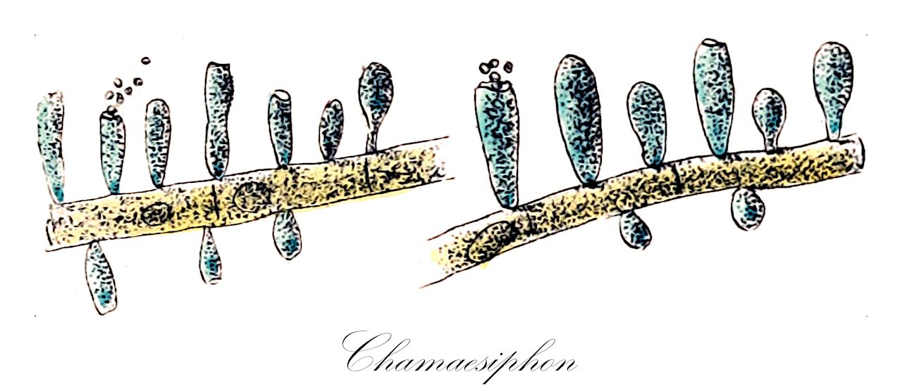 Chamaesiphon - Cyanobacteria,Biota,Bacteria,Negibacteria,Cyanobacteria,Cyanophyceae,Chamaesiphonales,Chamaesiphonaceae,Chamaesiphon