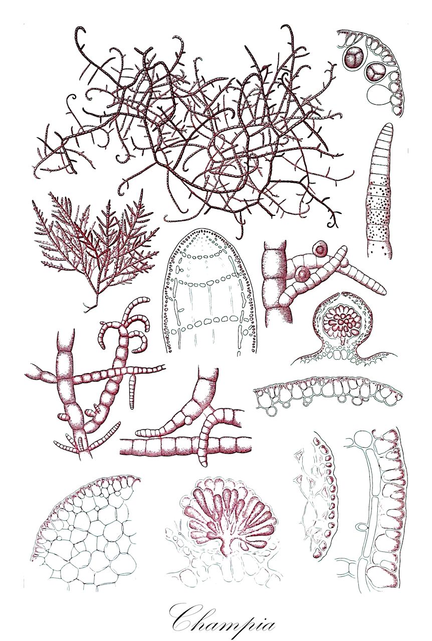 Champia - Champiaceae,Biota,Plantae,Rhodophyta,Eurhodophytina,Florideophyceae,Rhodymeniales,Champiaceae,Champia,Mertensia
